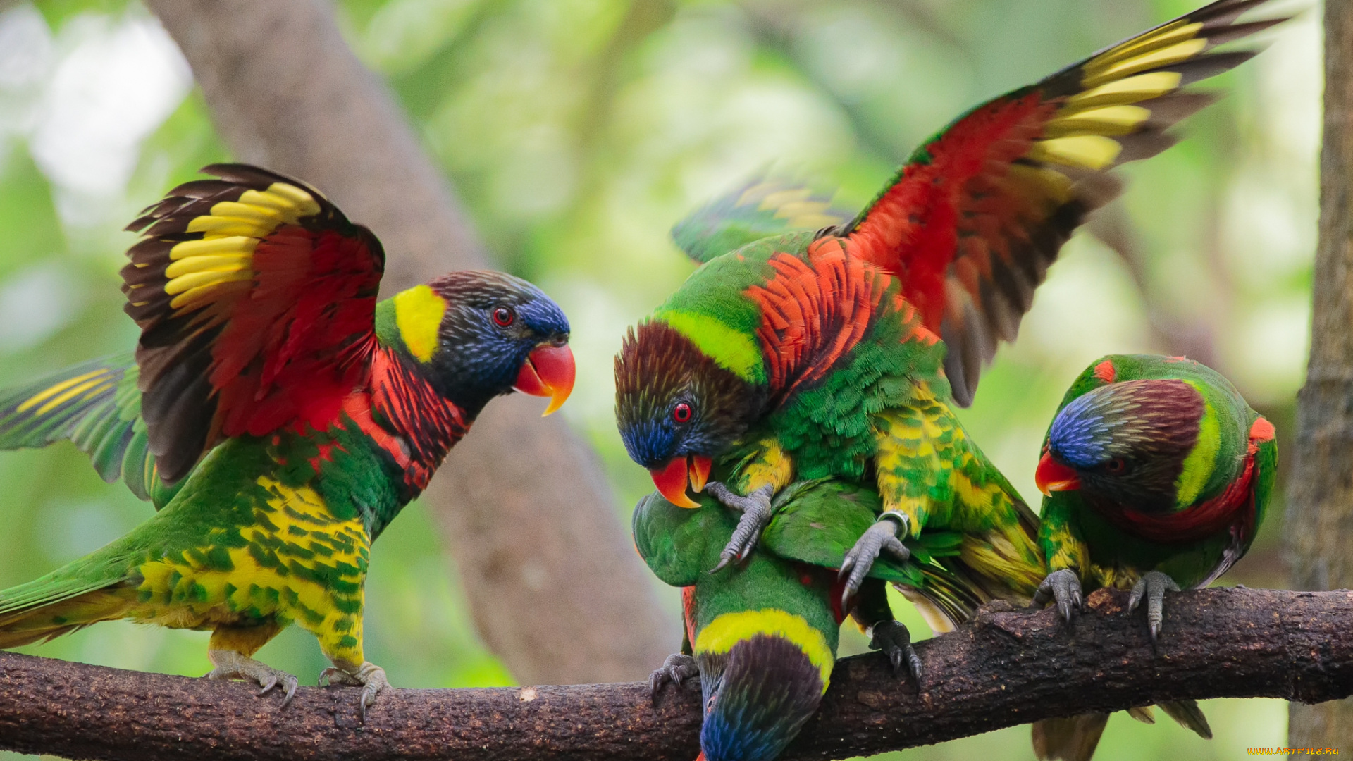 животные, попугаи, птичка