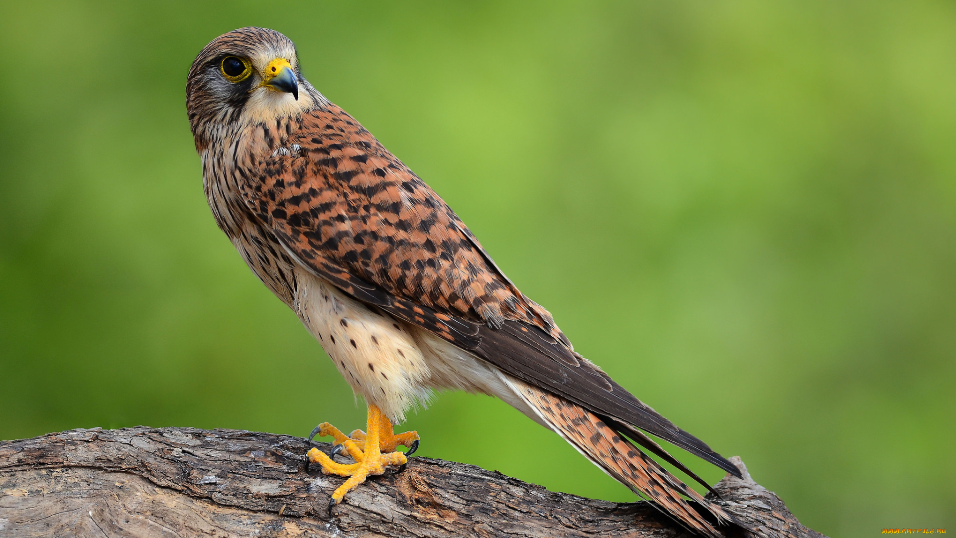 животные, птицы, -, хищники, птичка