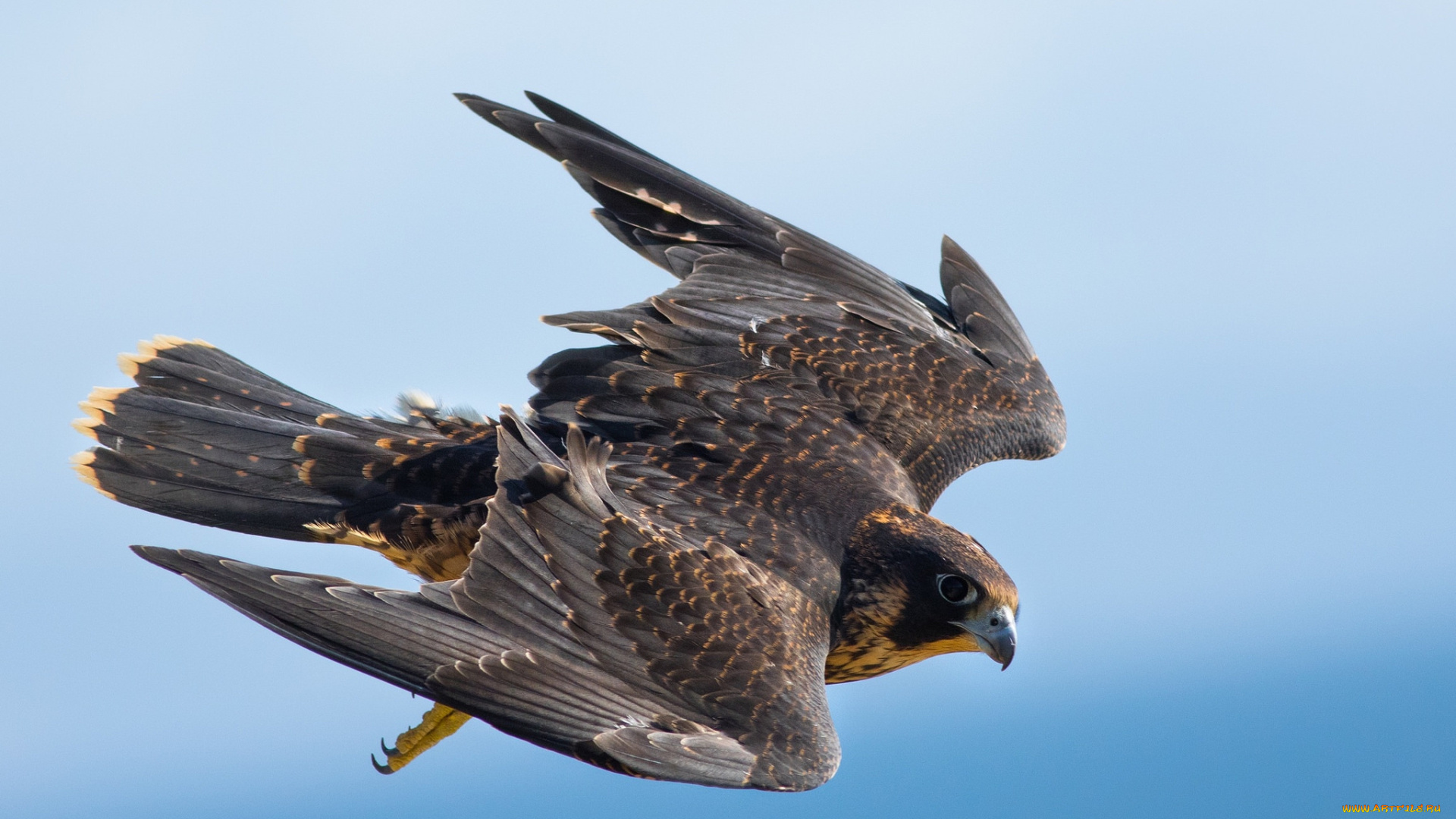 животные, птицы, -, хищники, птичка