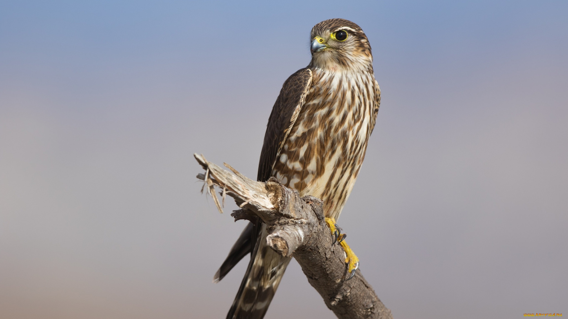 животные, птицы, -, хищники, птичка