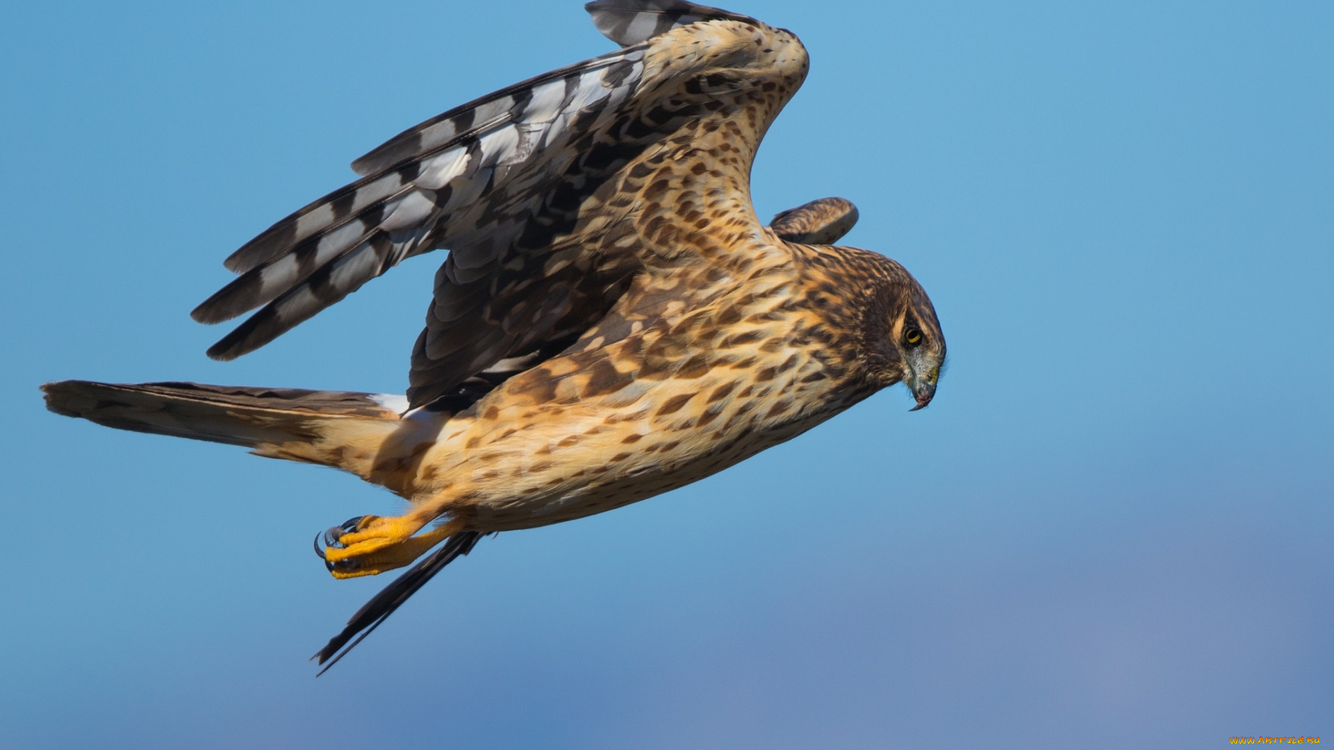 животные, птицы, -, хищники, птичка