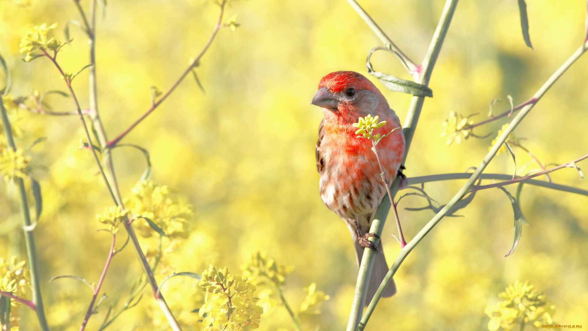 животные, птицы, кусты, ветки, птица