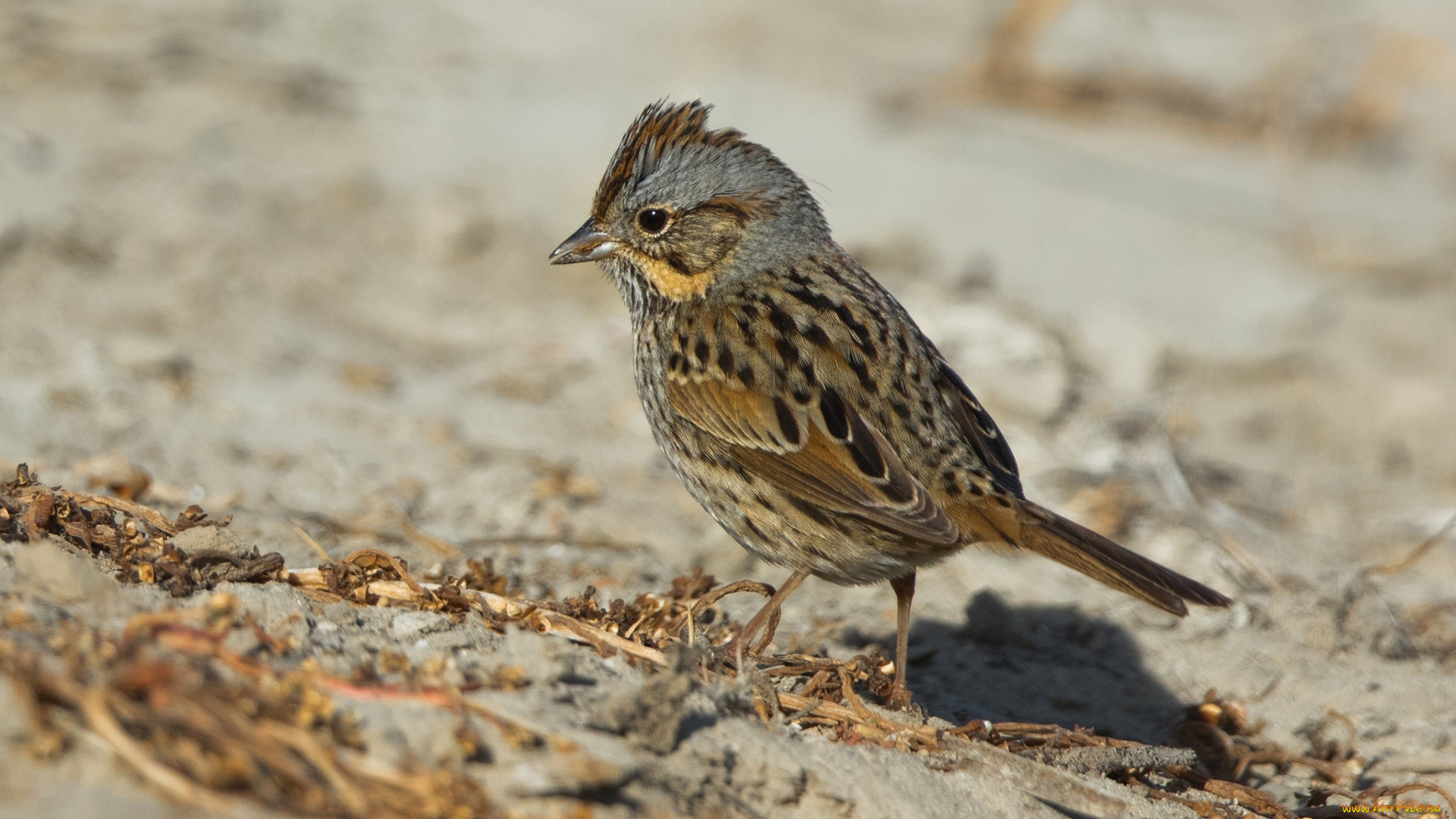 животные, птицы, птичка