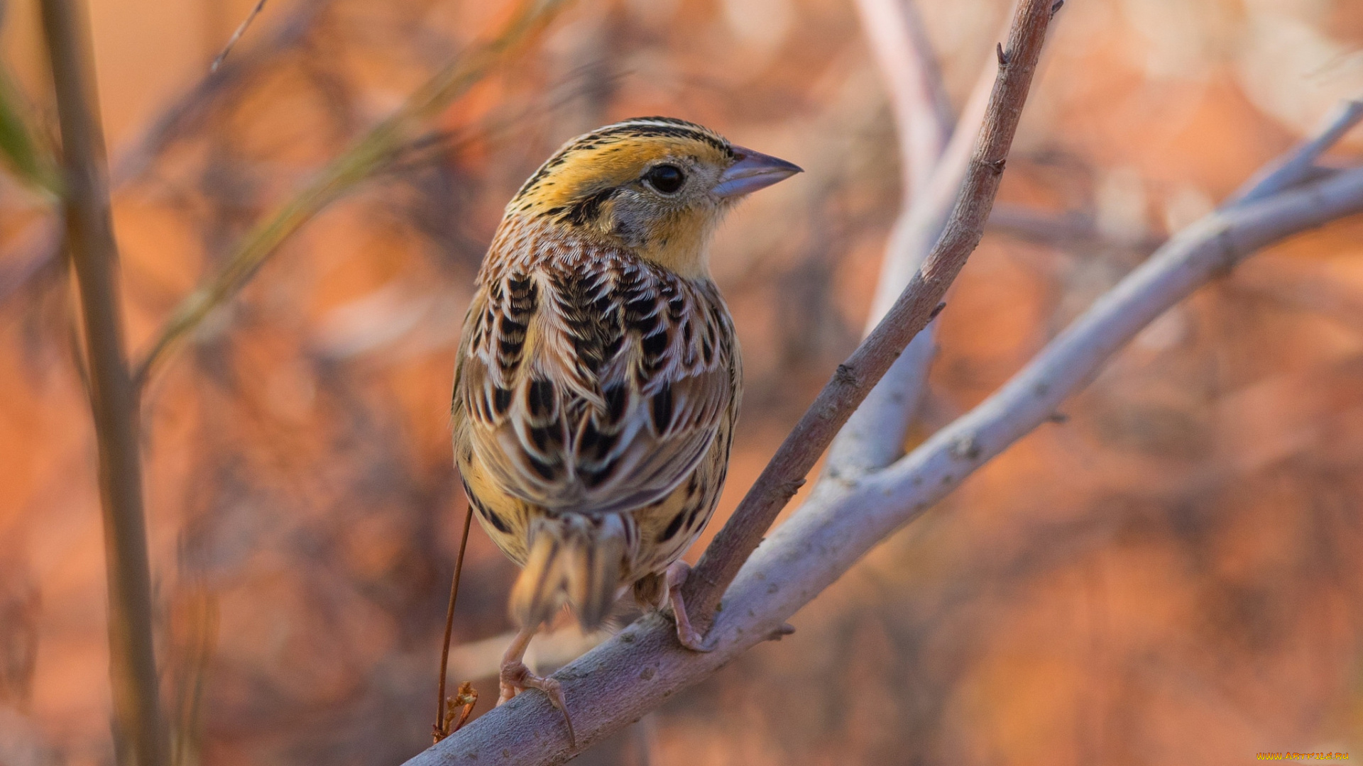 животные, птицы, птичка