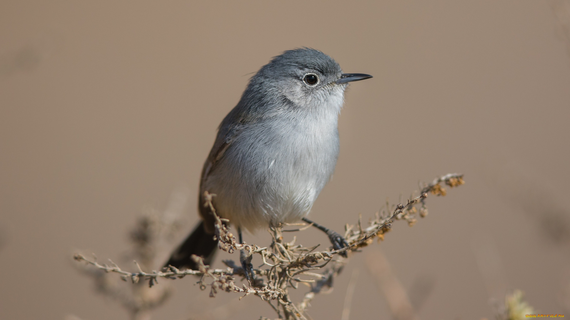 животные, птицы, птичка