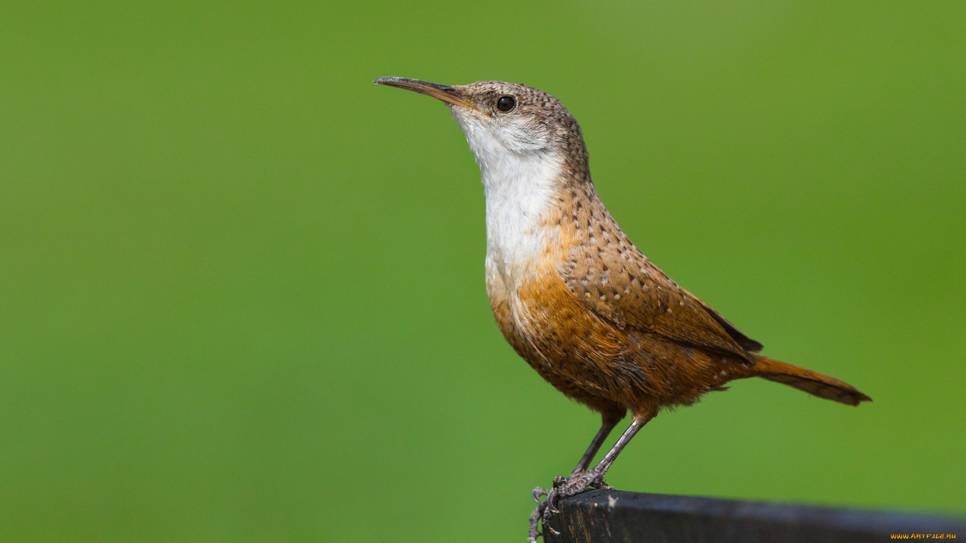 животные, птицы, птичка