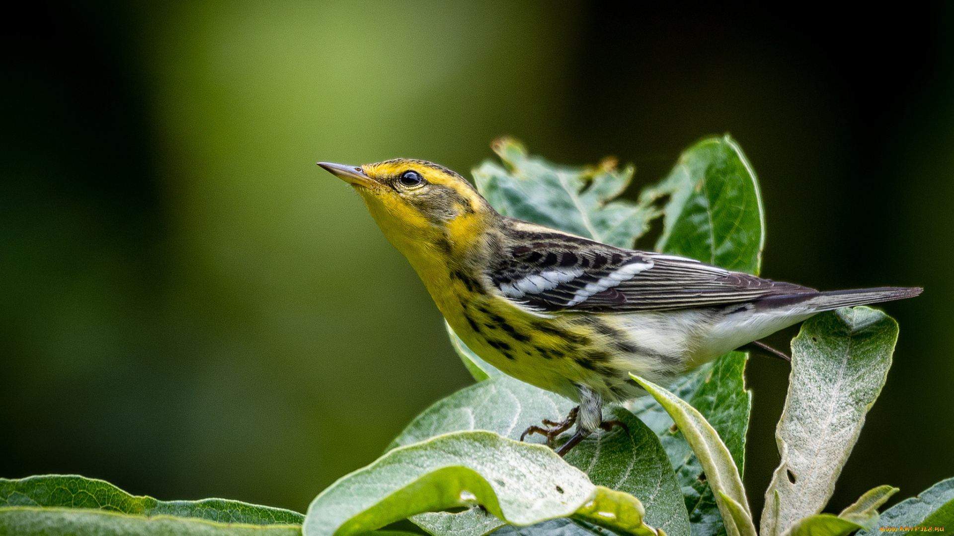 животные, птицы, птичка