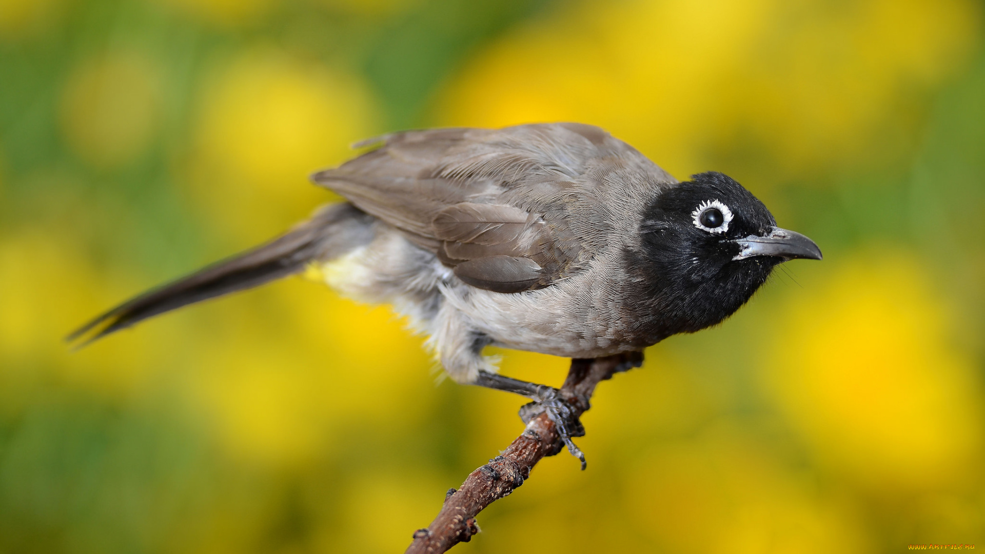 животные, птицы, птичка