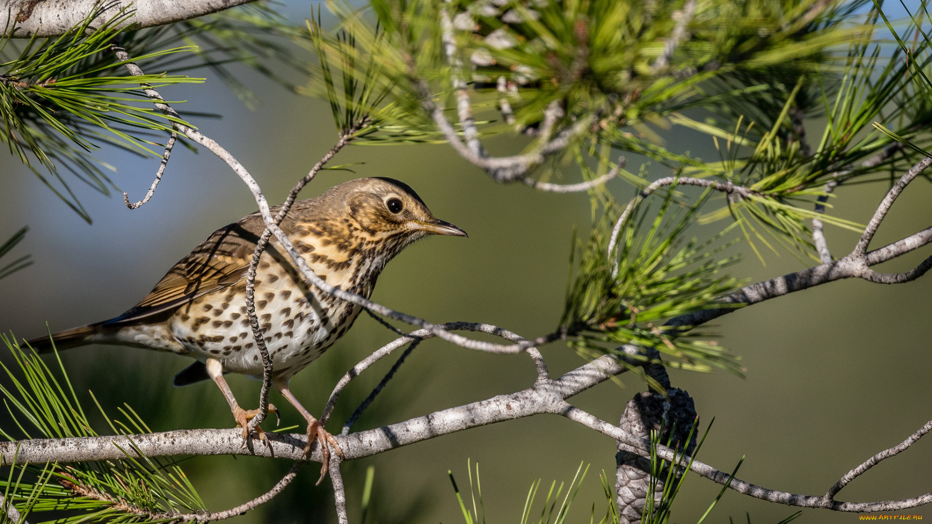 животные, птицы, птичка