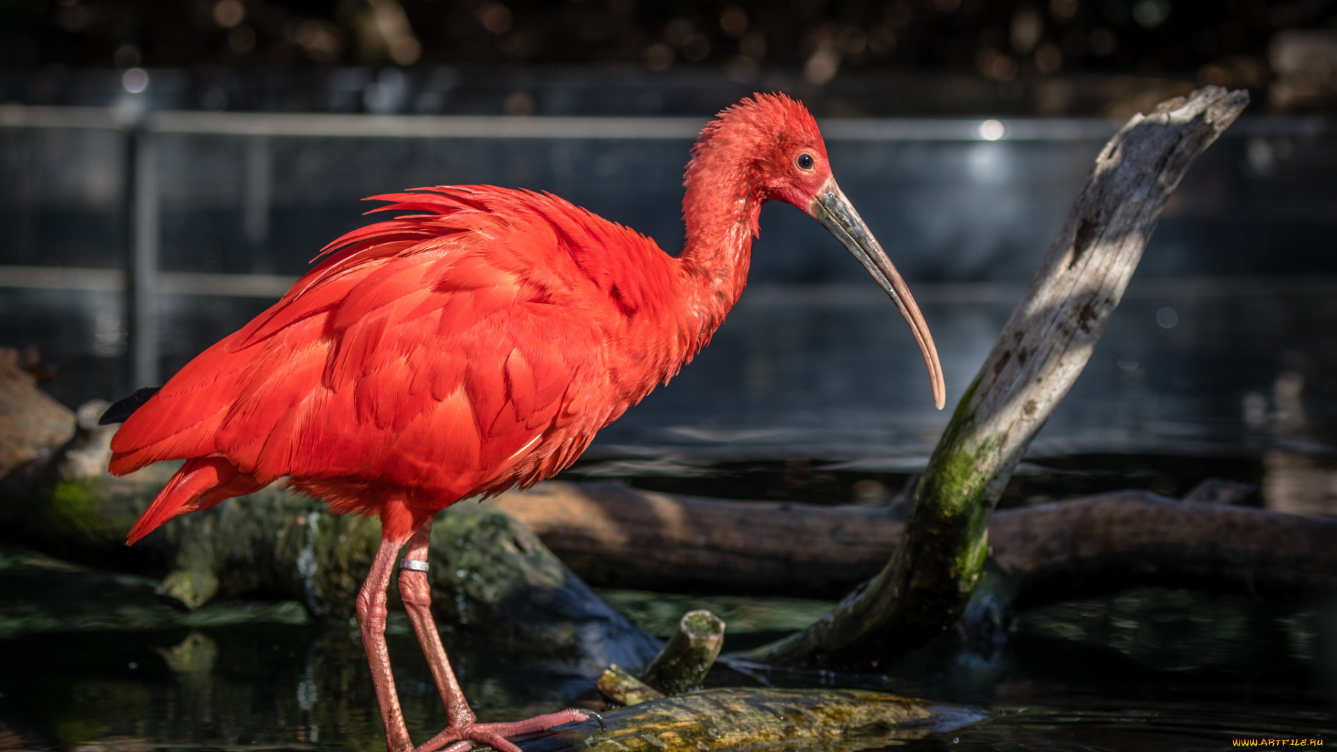 животные, птицы, птичка