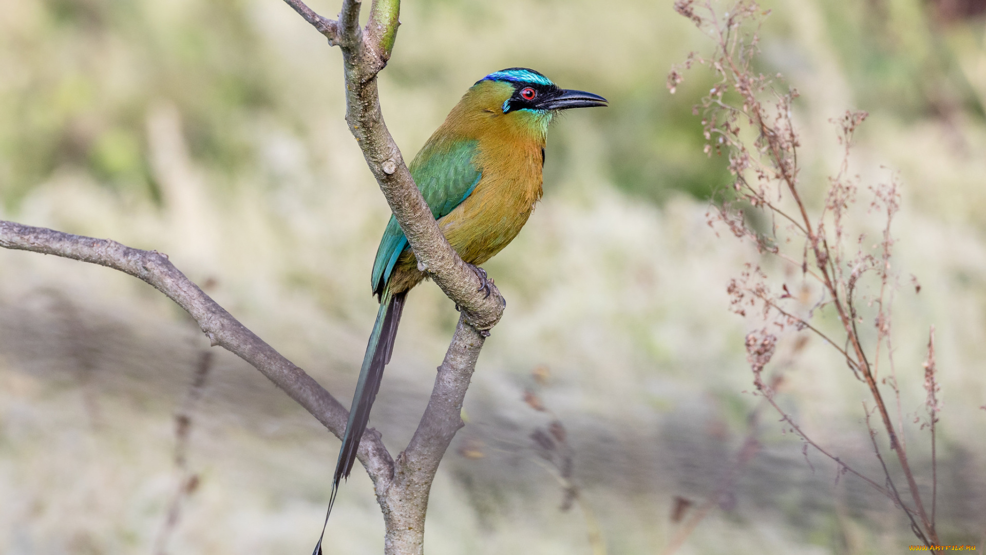 животные, птицы, птичка
