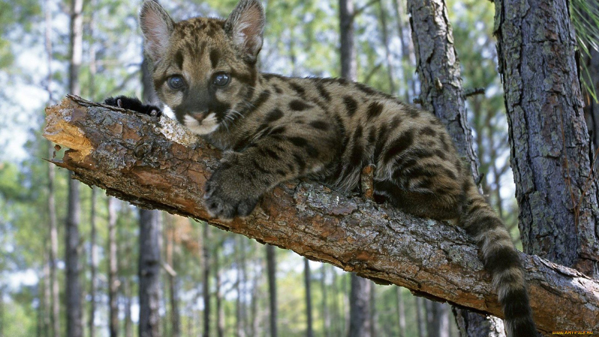 животные, пумы, дерево, лес, сук, котенок, детеныш