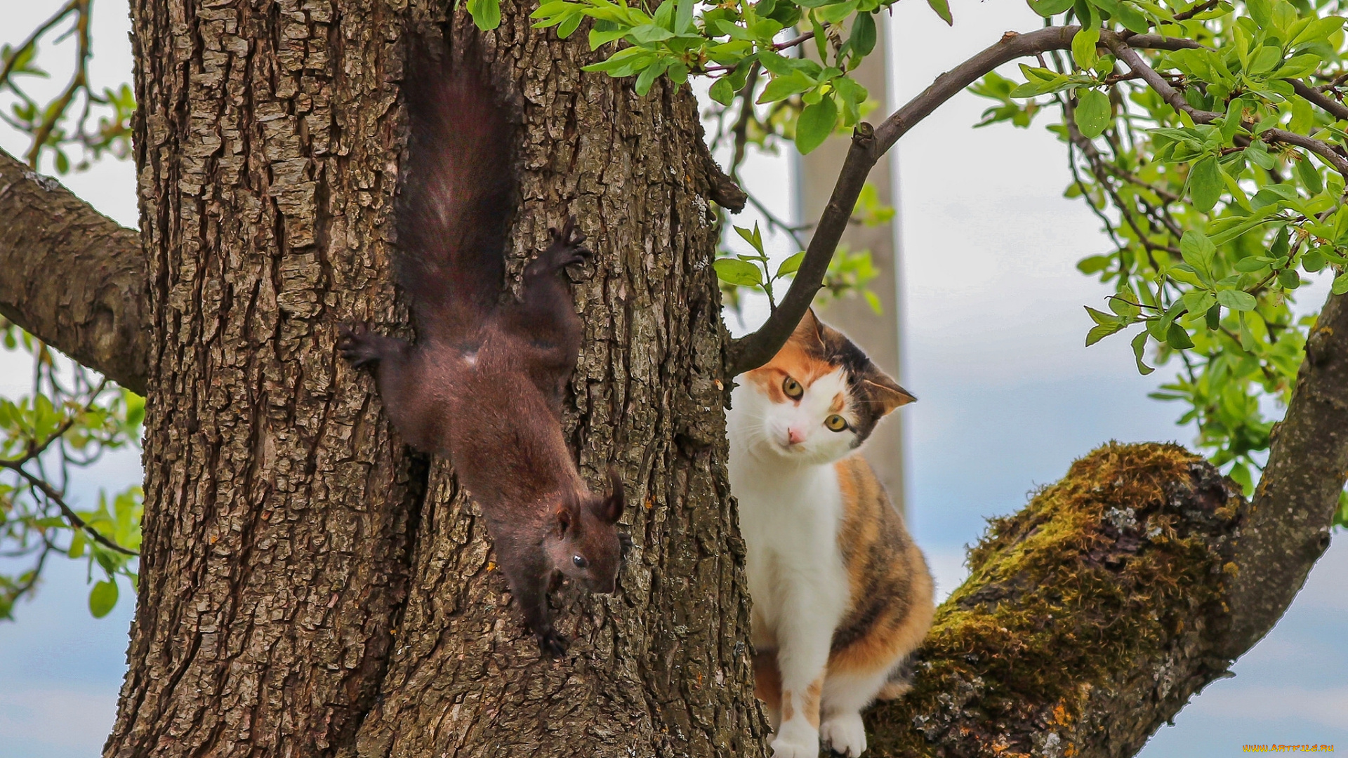животные, разные, вместе, кошка, белка, встреча, дерево, на, дереве