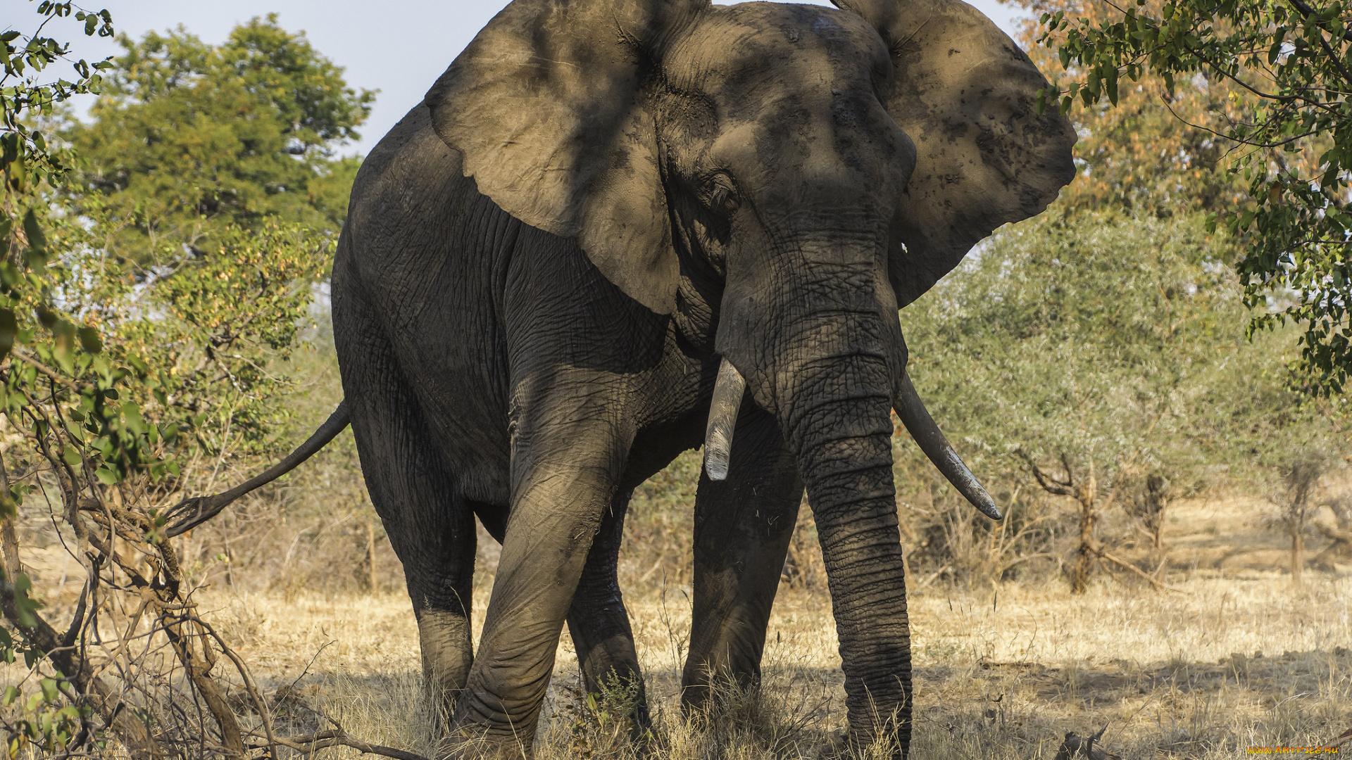 животные, слоны, слон