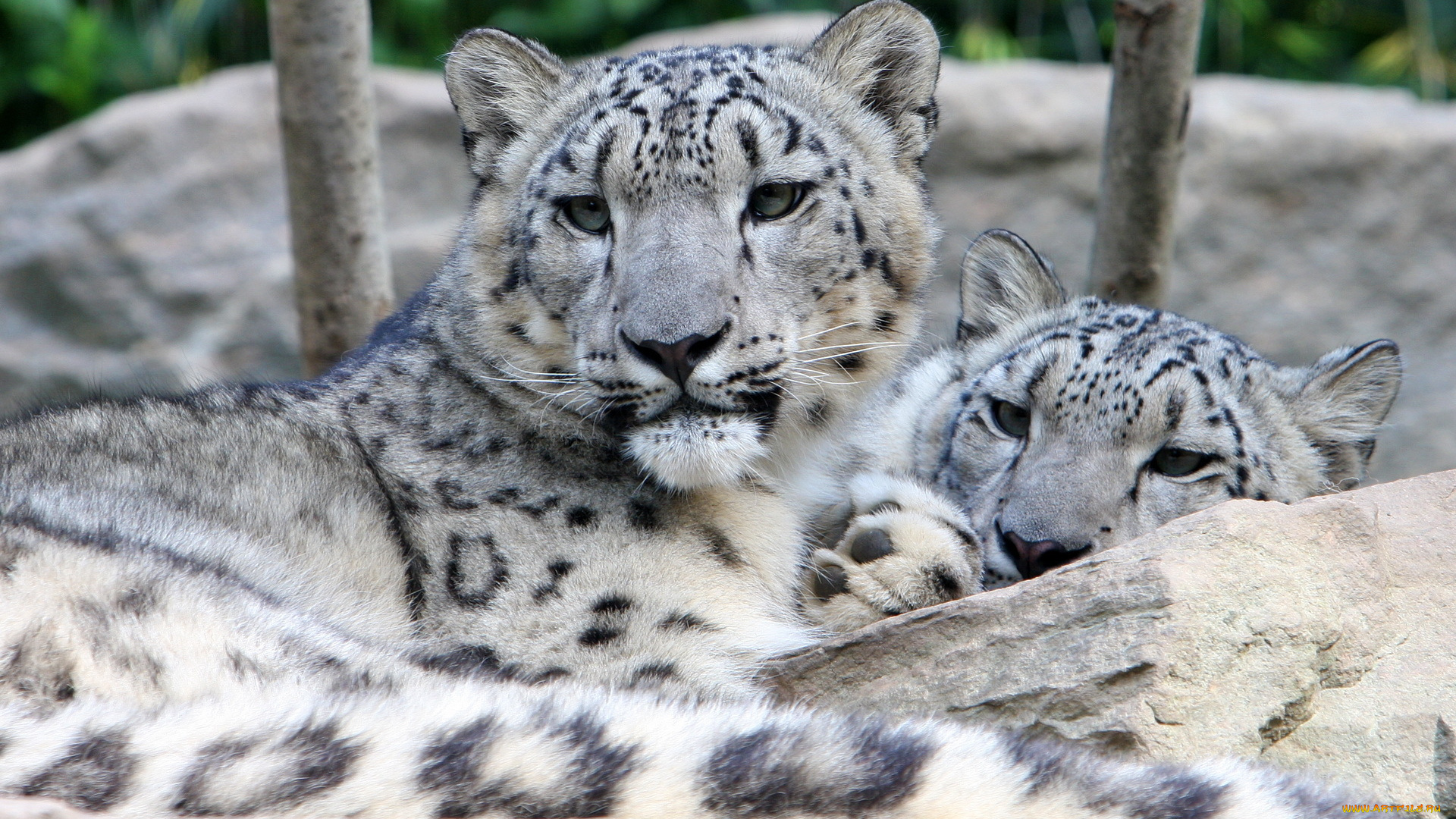 животные, снежный, барс, , ирбис, хищники, барсы, камни, отдых, пара, звери