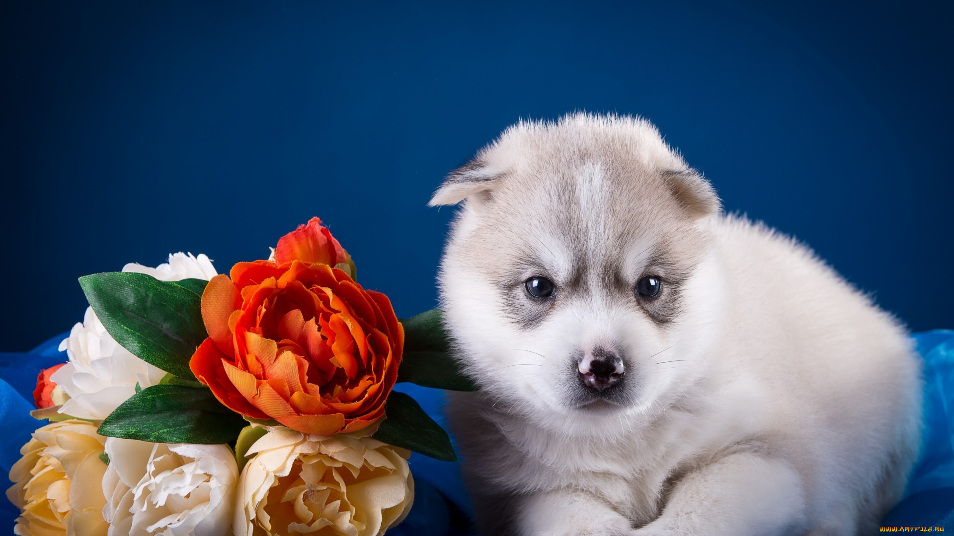 животные, собаки, хаски, щенок, малыш, цветы