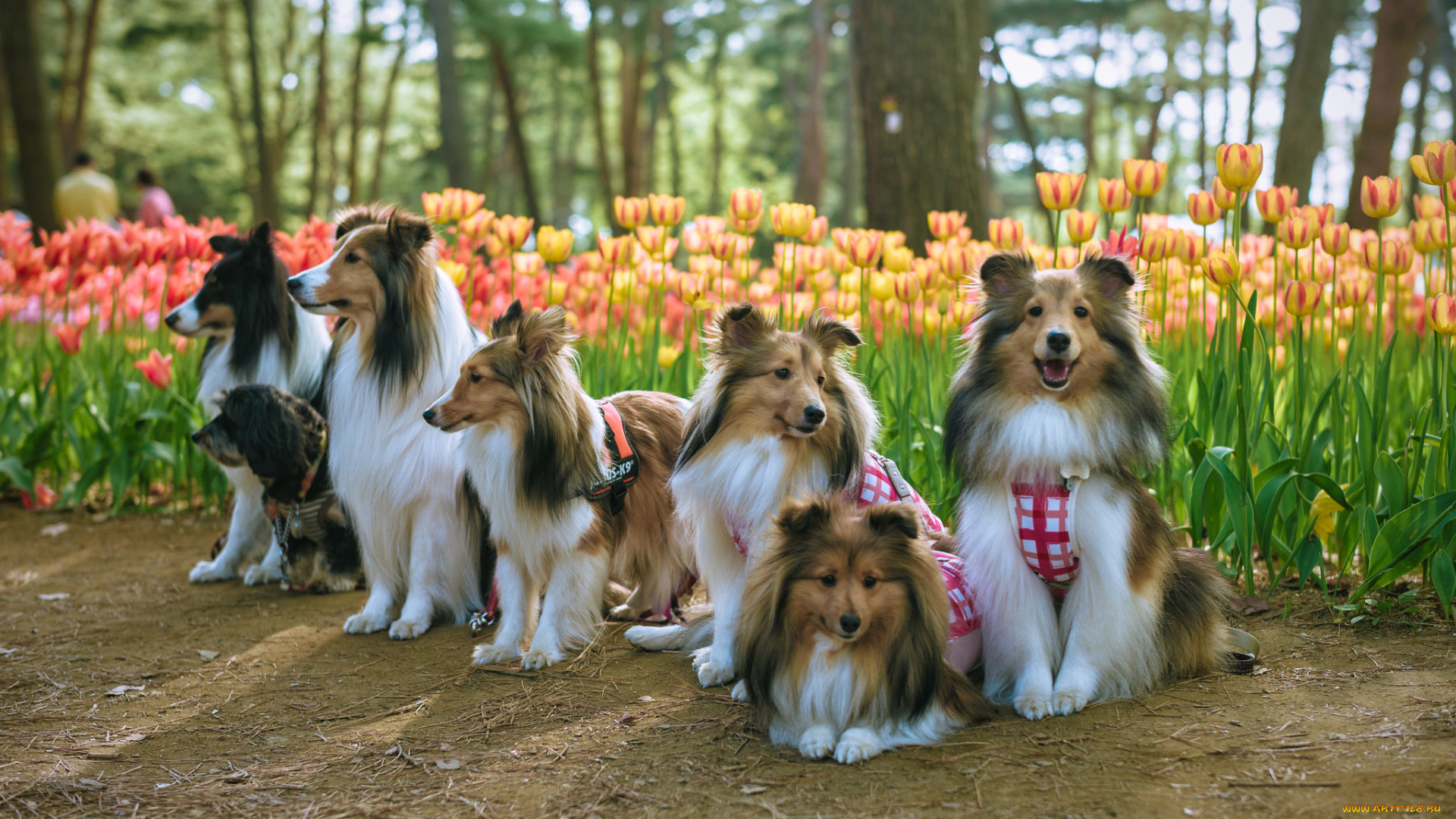 животные, собаки, колли