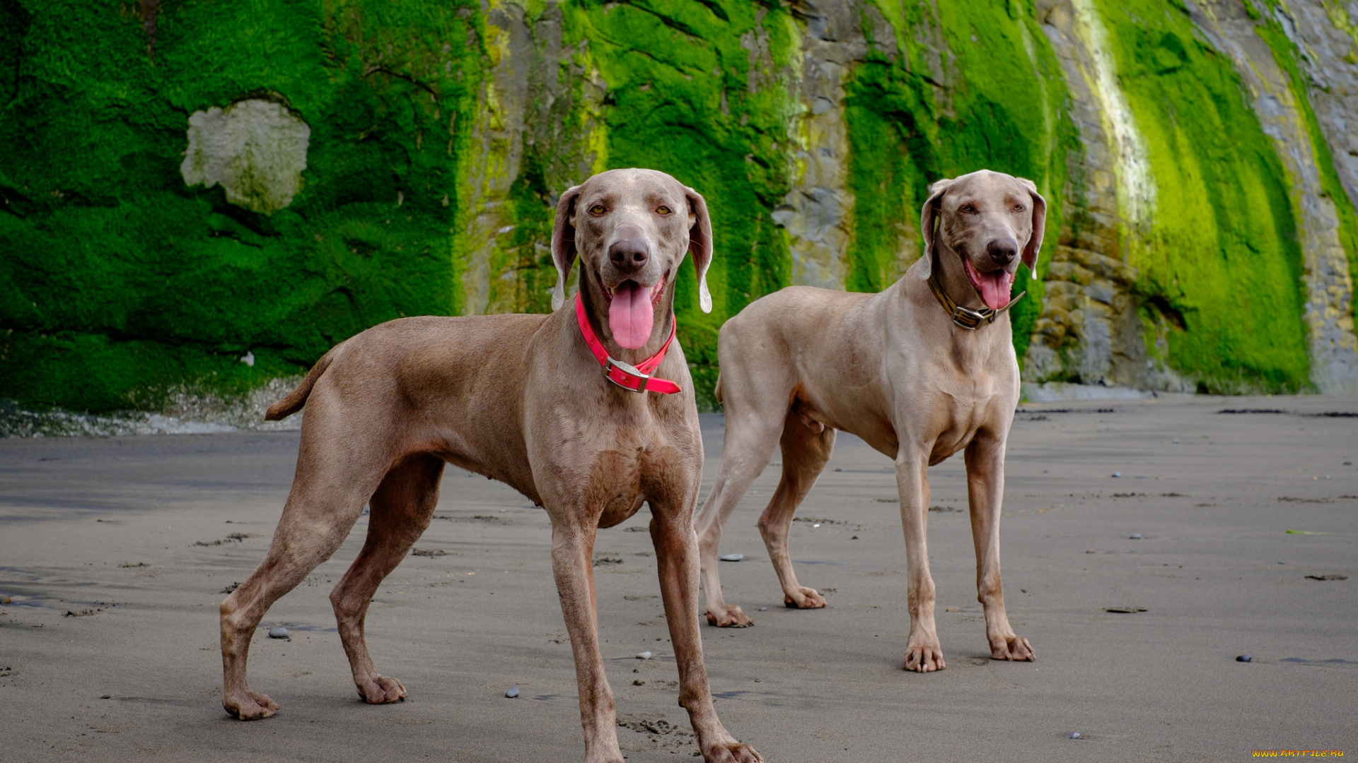 животные, собаки, пес