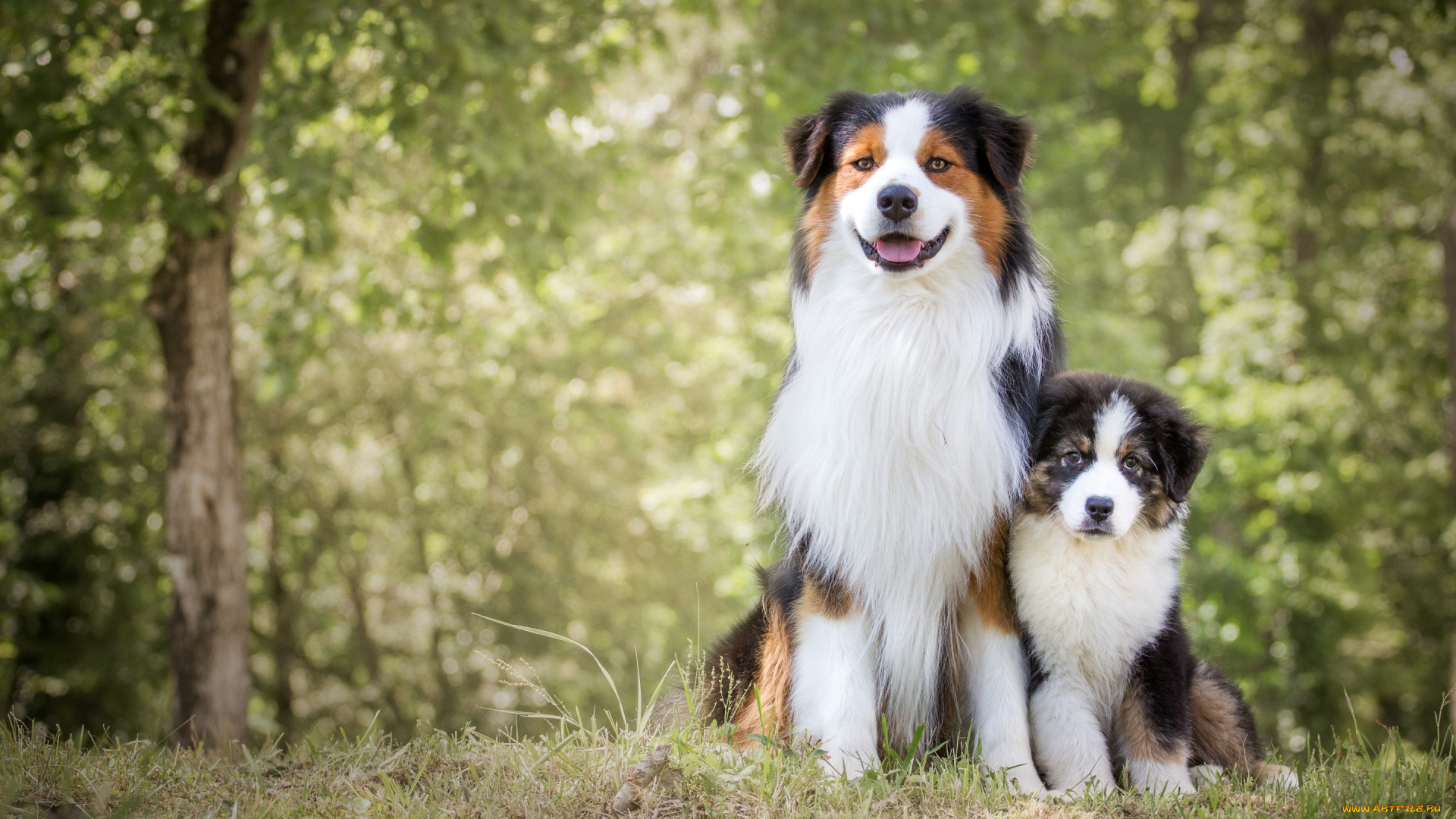 животные, собаки, щенок, природа