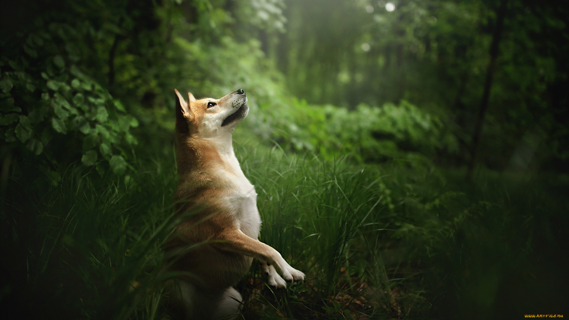 животные, собаки, собака, взгляд, друг, природа