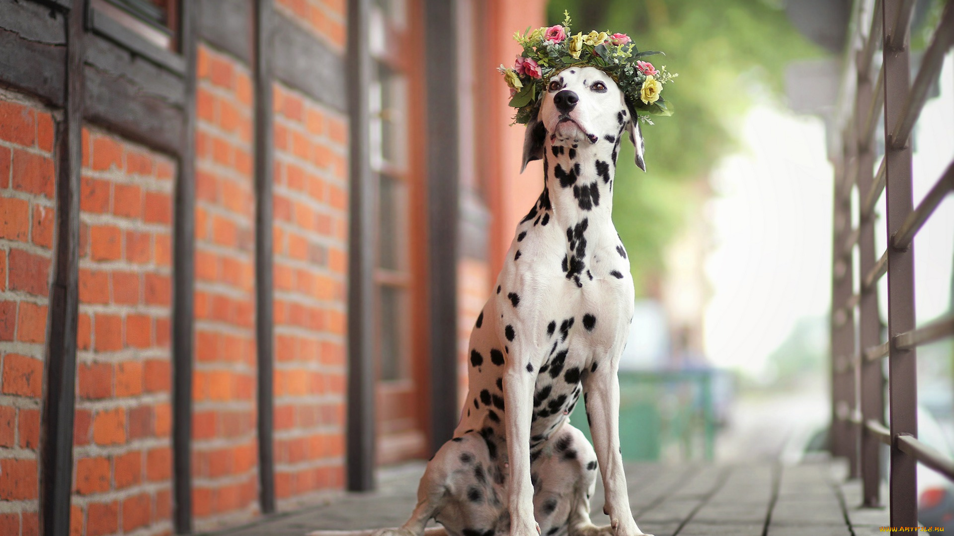 животные, собаки, взгляд, собака