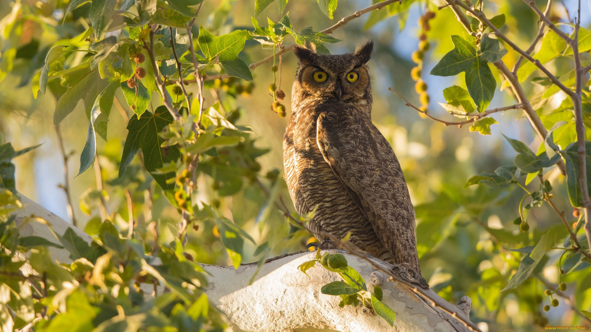 животные, совы, птичка