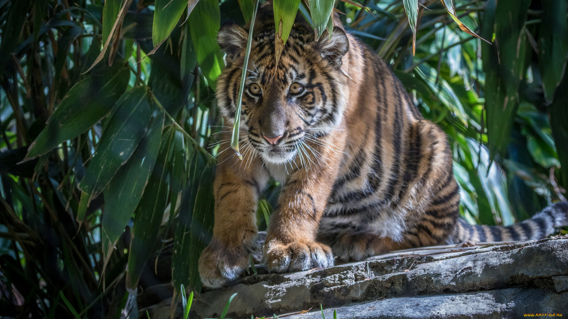 животные, тигры, хищник
