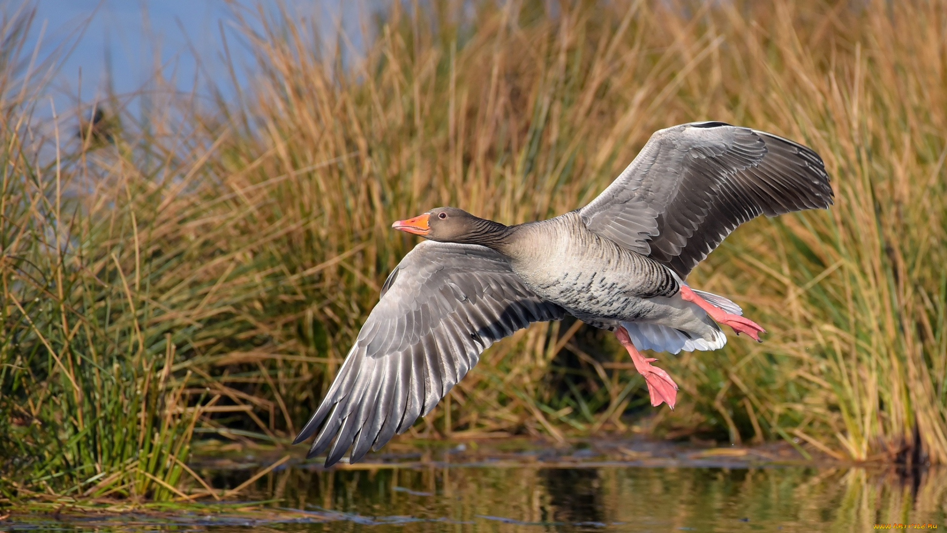 животные, утки, птичка