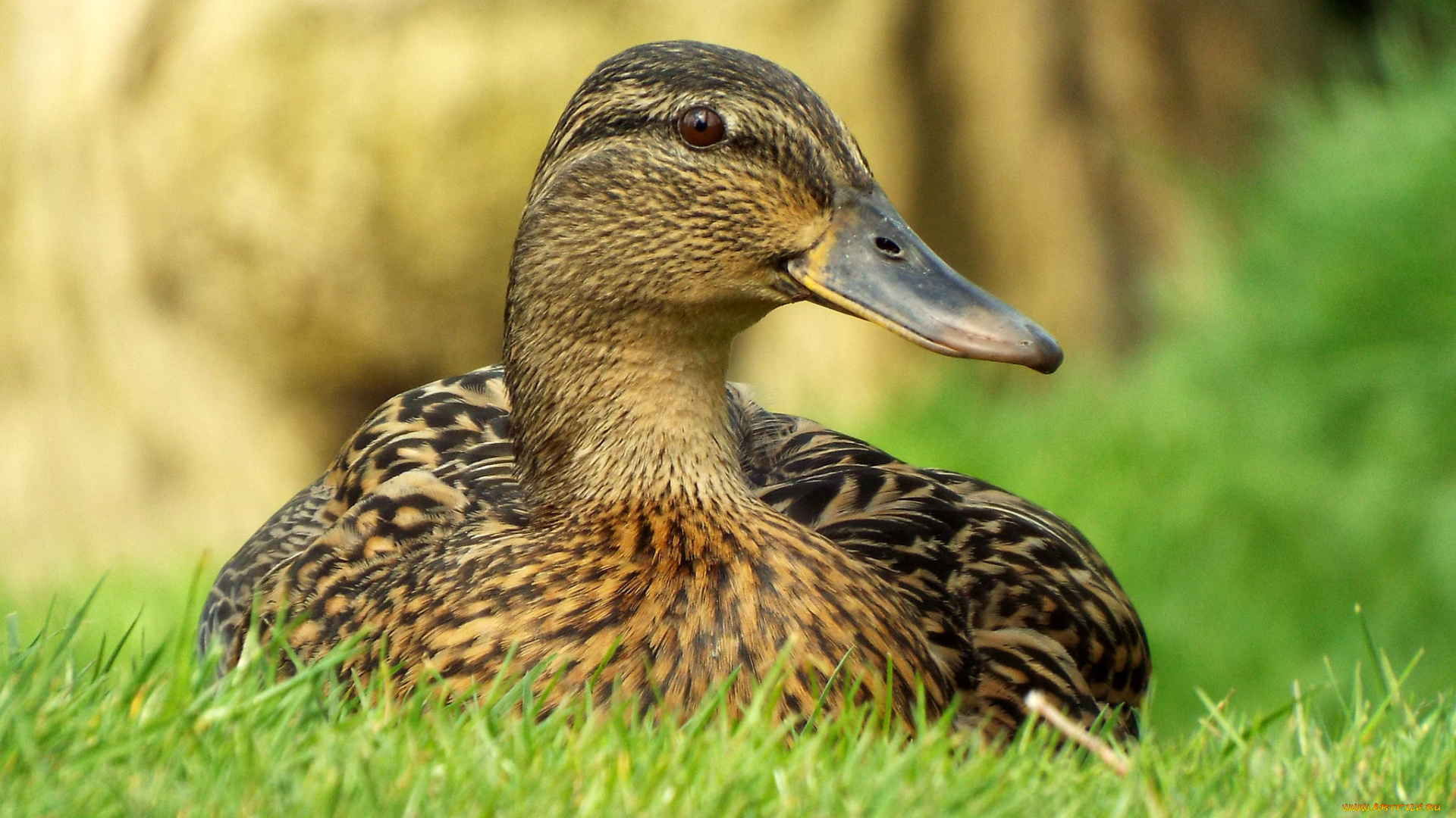 животные, утки, птичка