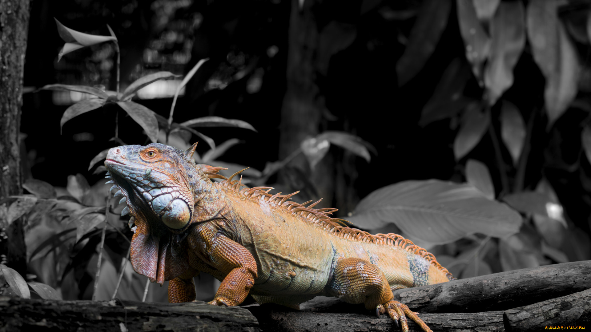 животные, Ящерицы, , игуаны, , вараны, игуана