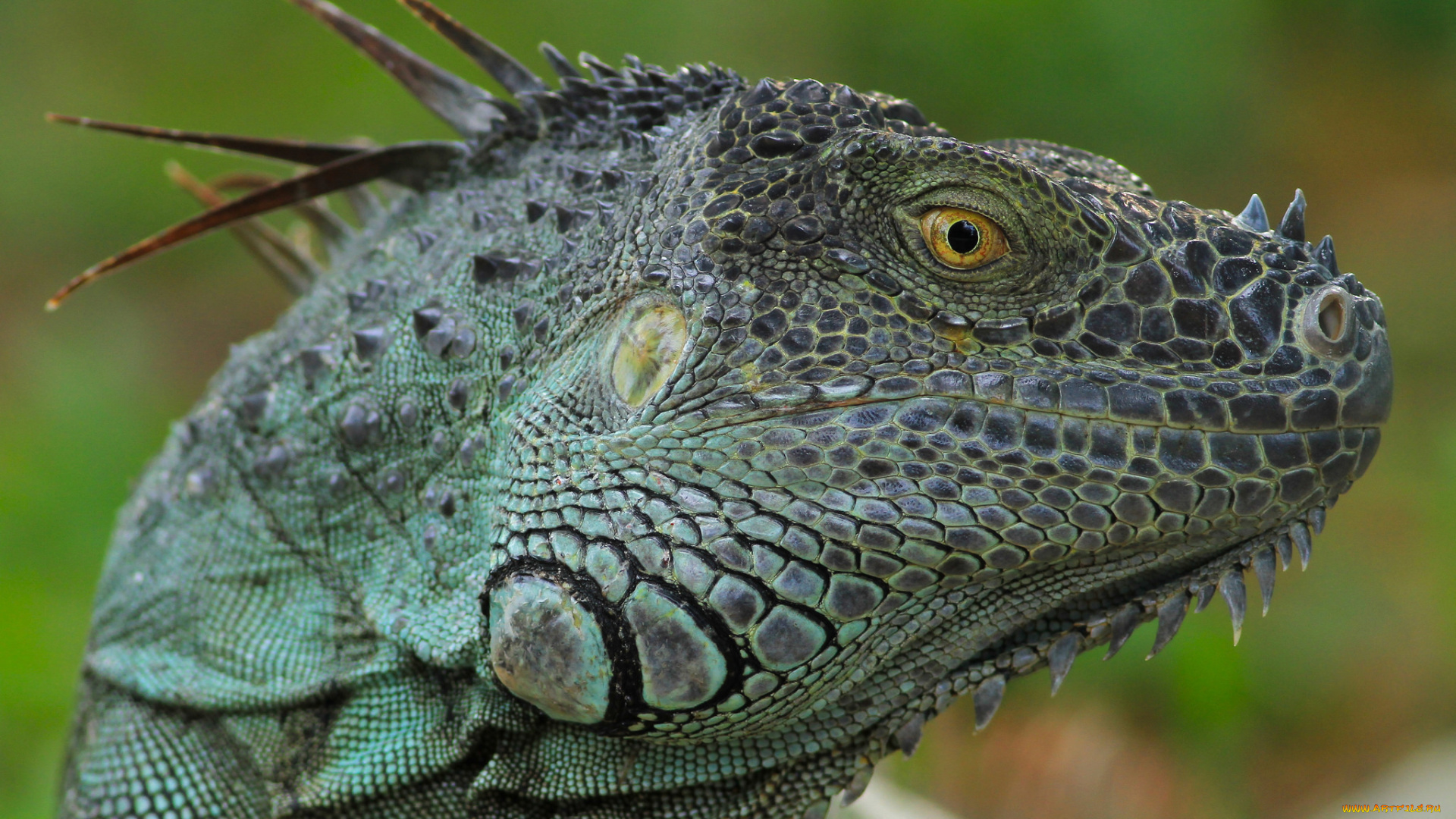 животные, Ящерицы, , игуаны, , вараны, ящерка