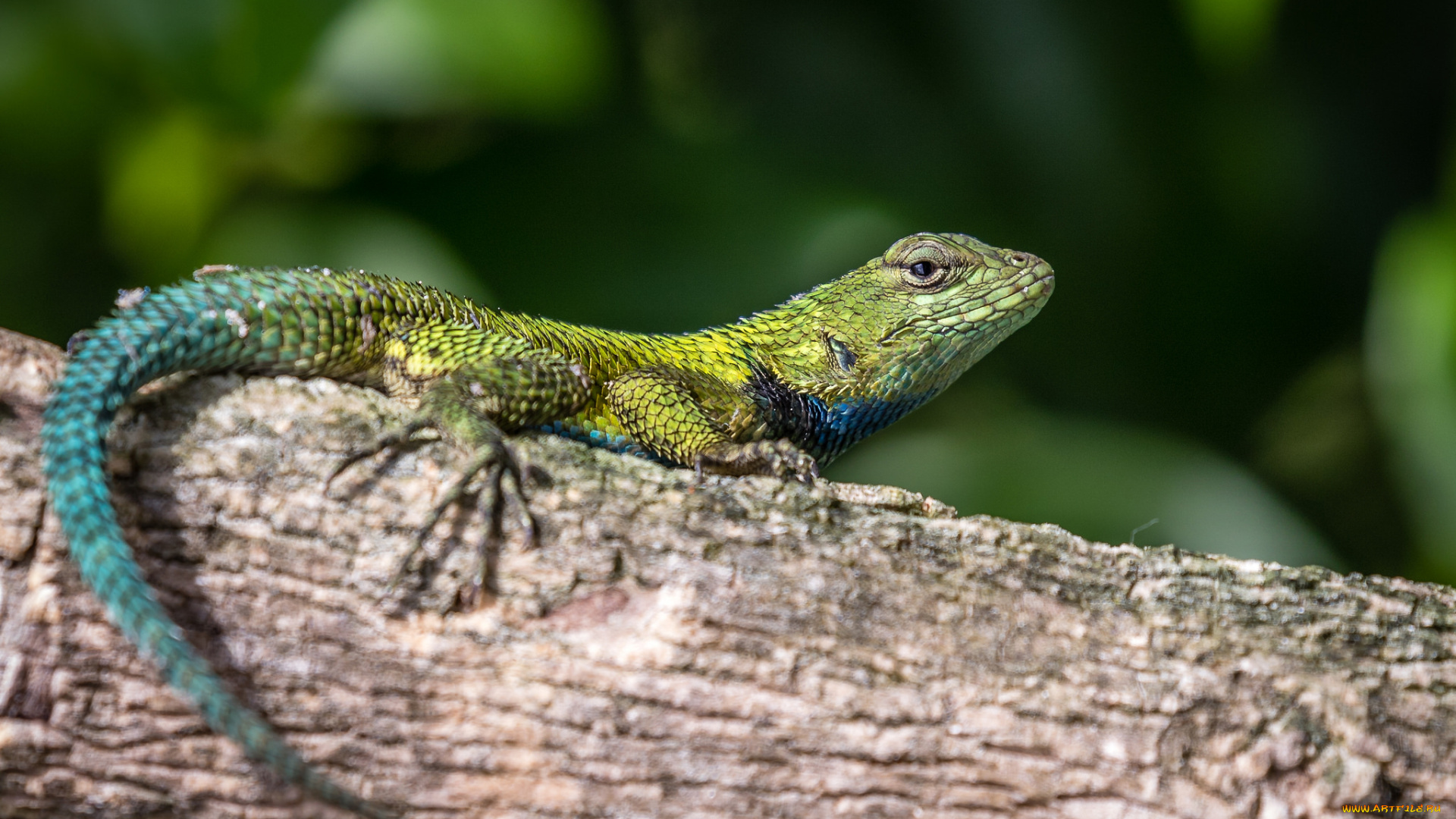 животные, Ящерицы, , игуаны, , вараны, ящерка