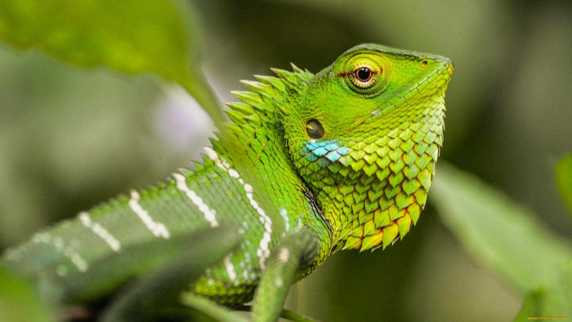 животные, Ящерицы, , игуаны, , вараны, ящерка