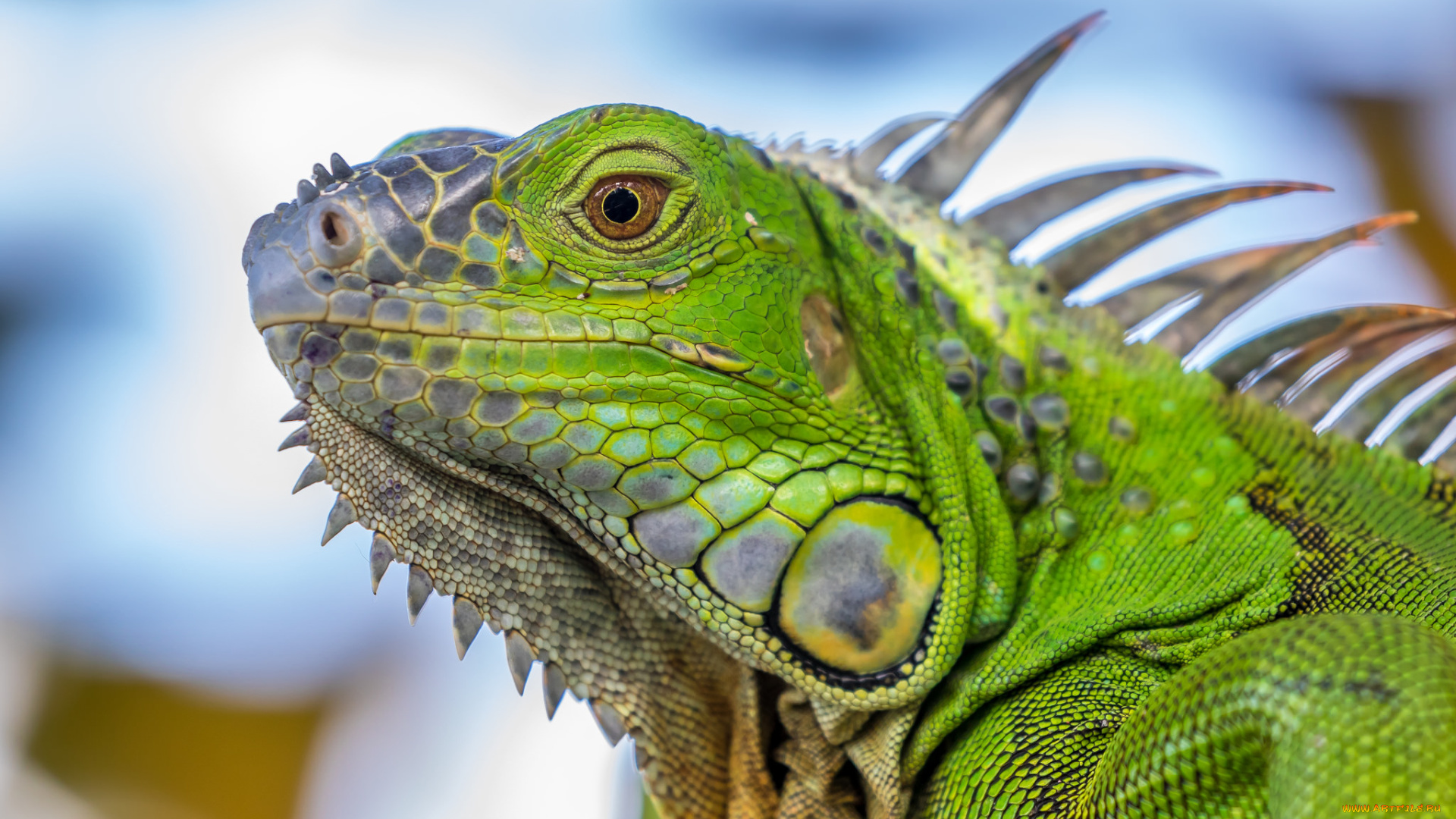 животные, Ящерицы, , игуаны, , вараны, ящерка