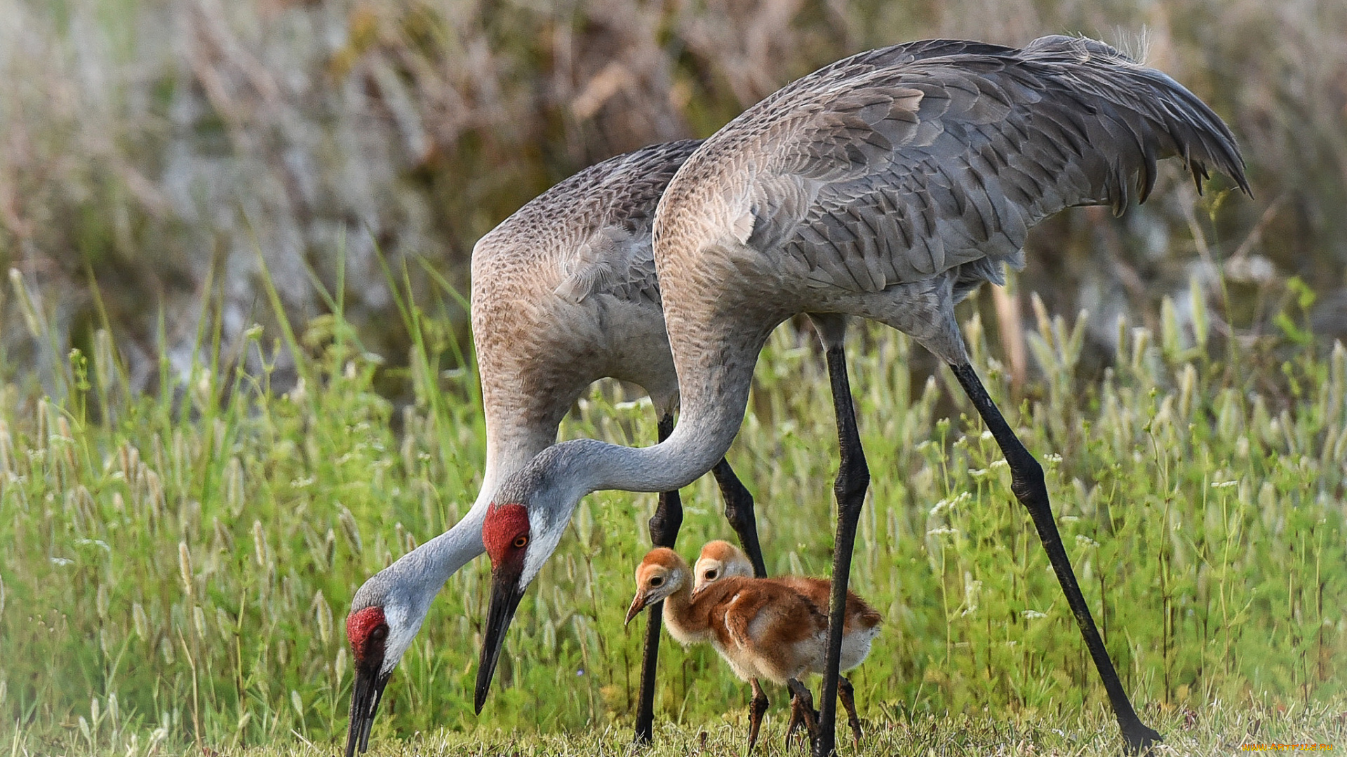 животные, журавли, птичка