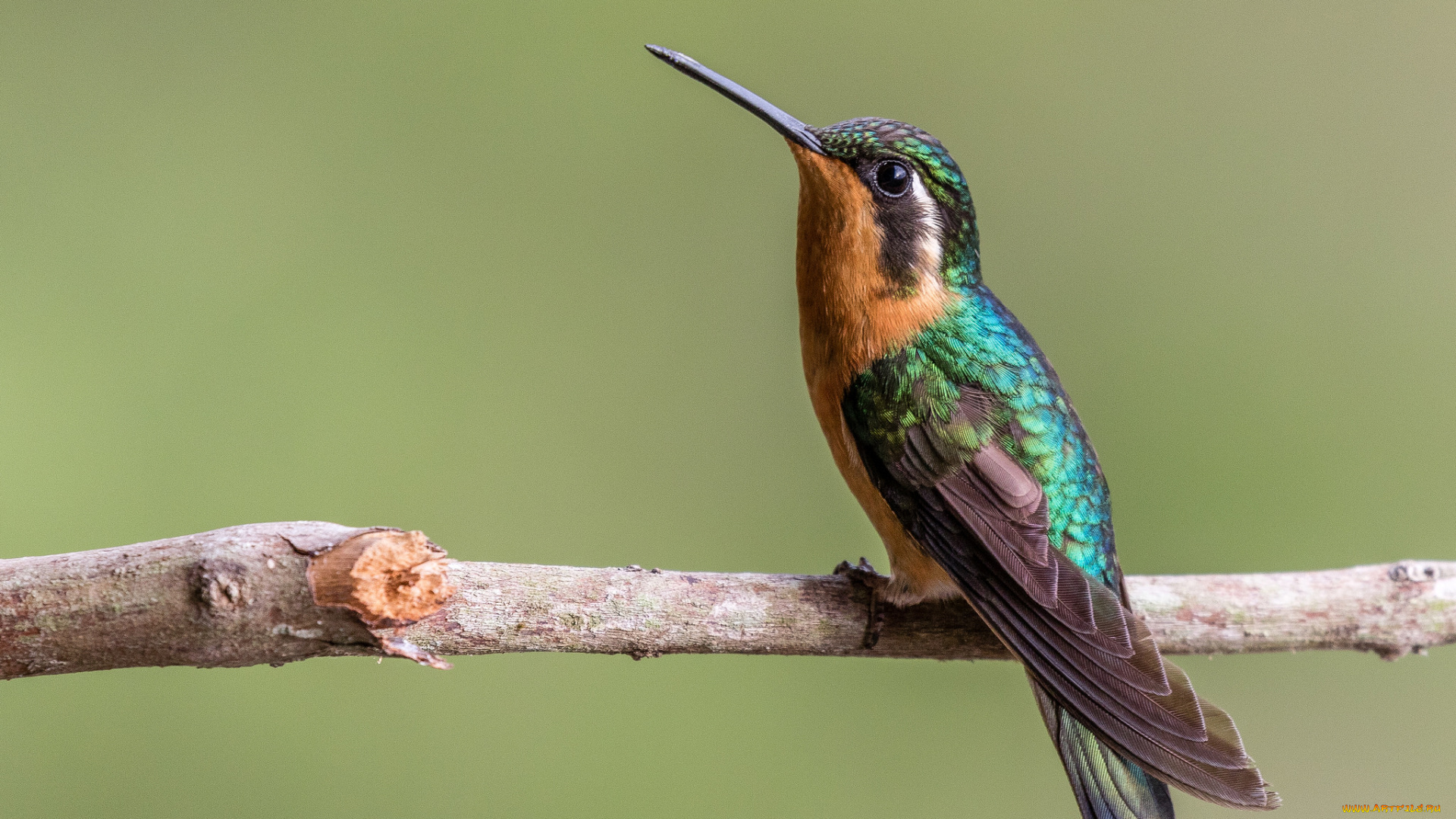 животные, зимородки, птичка