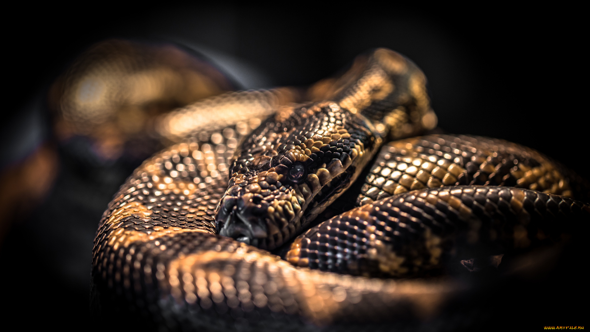 животные, змеи, , питоны, , кобры, удав