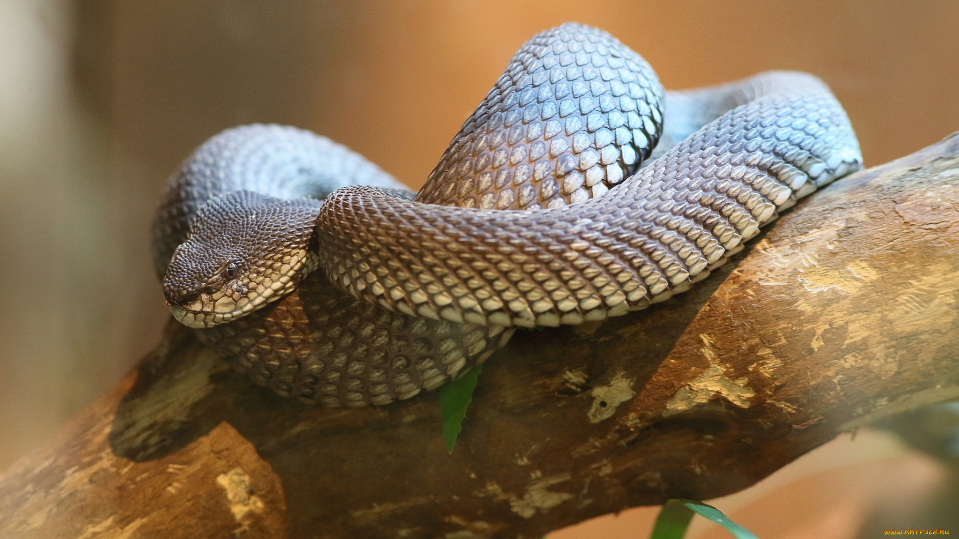 животные, змеи, , питоны, , кобры, змейка