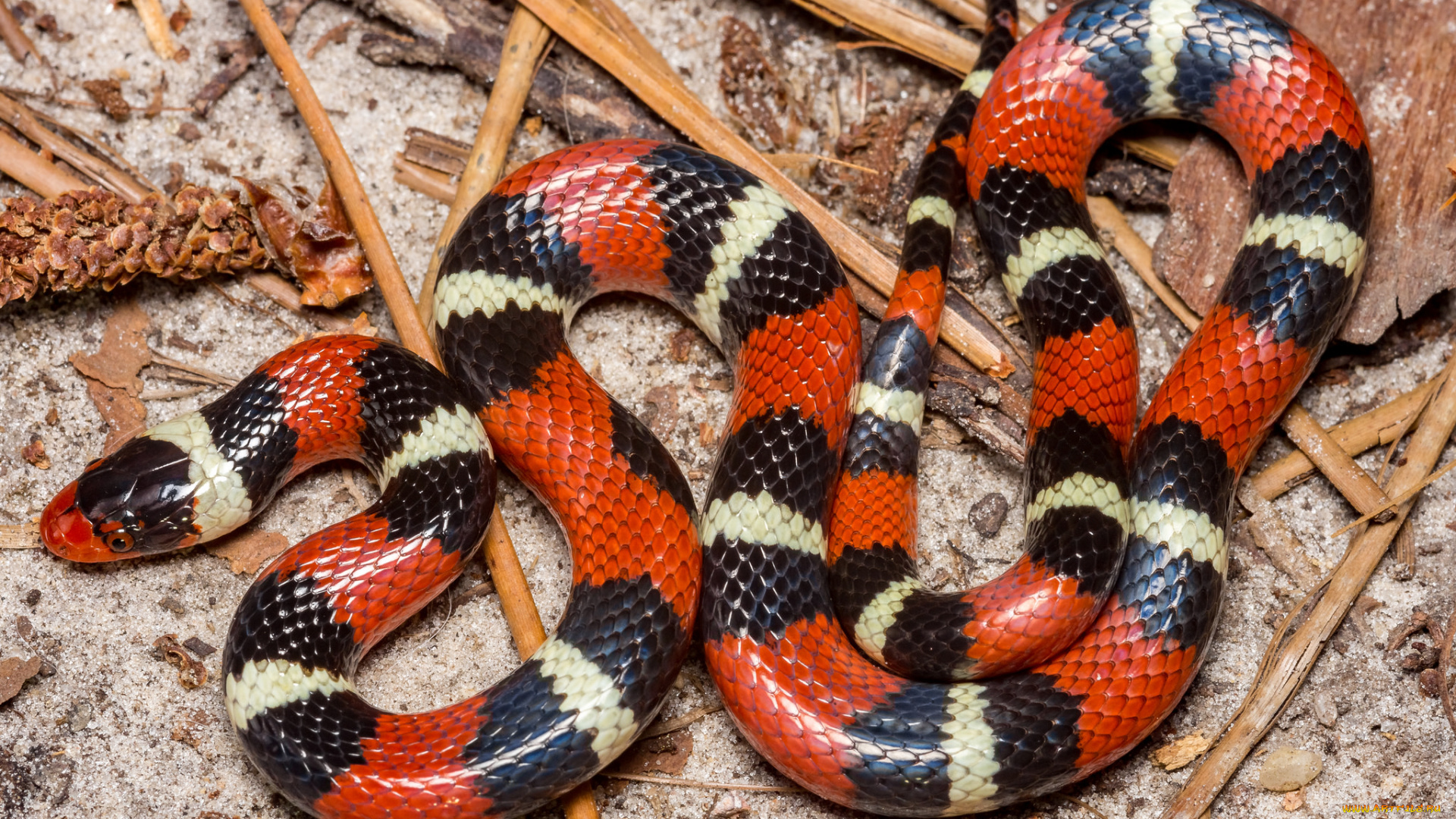 животные, змеи, , питоны, , кобры, змейка