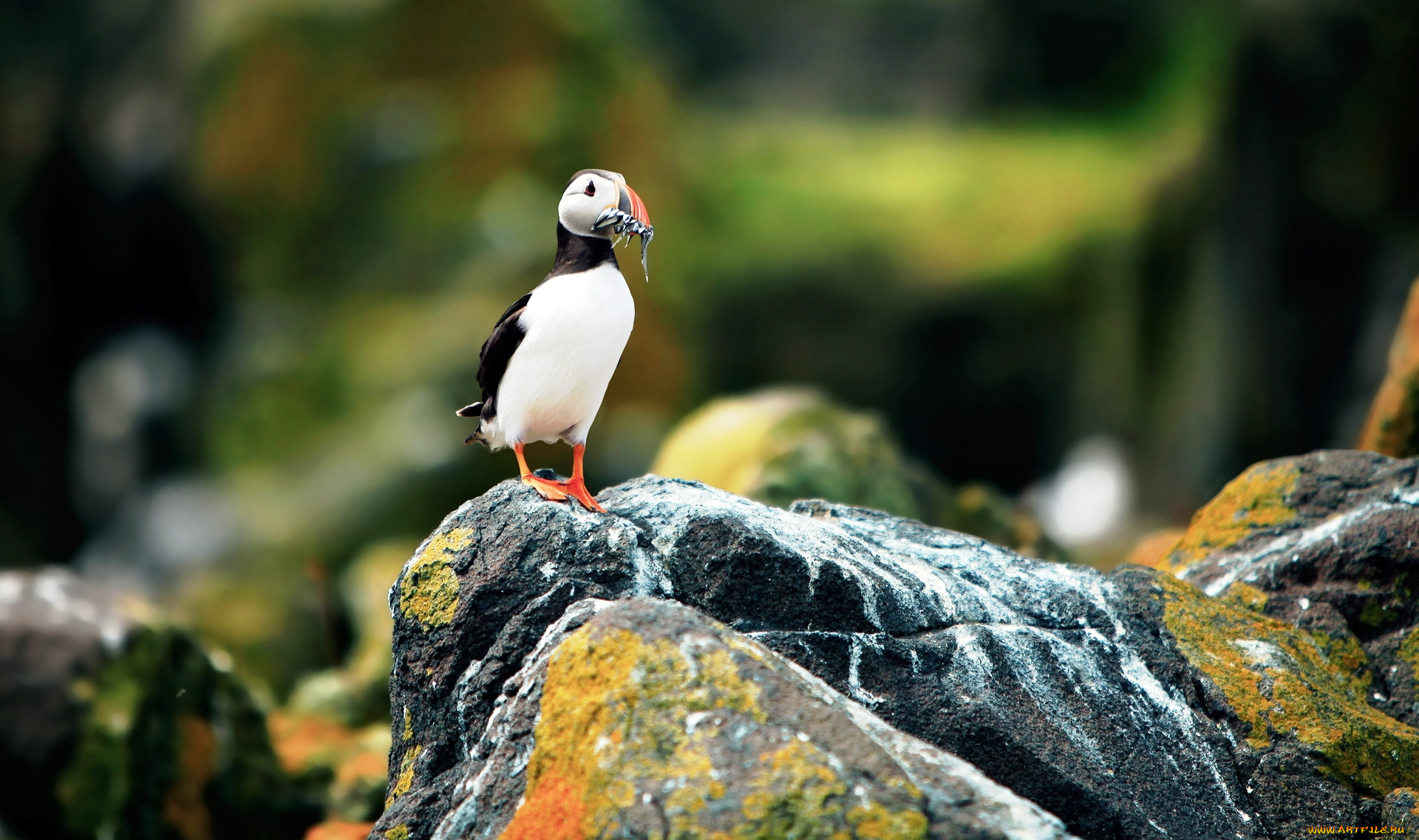 животные, тупики, птица, камни, добыча