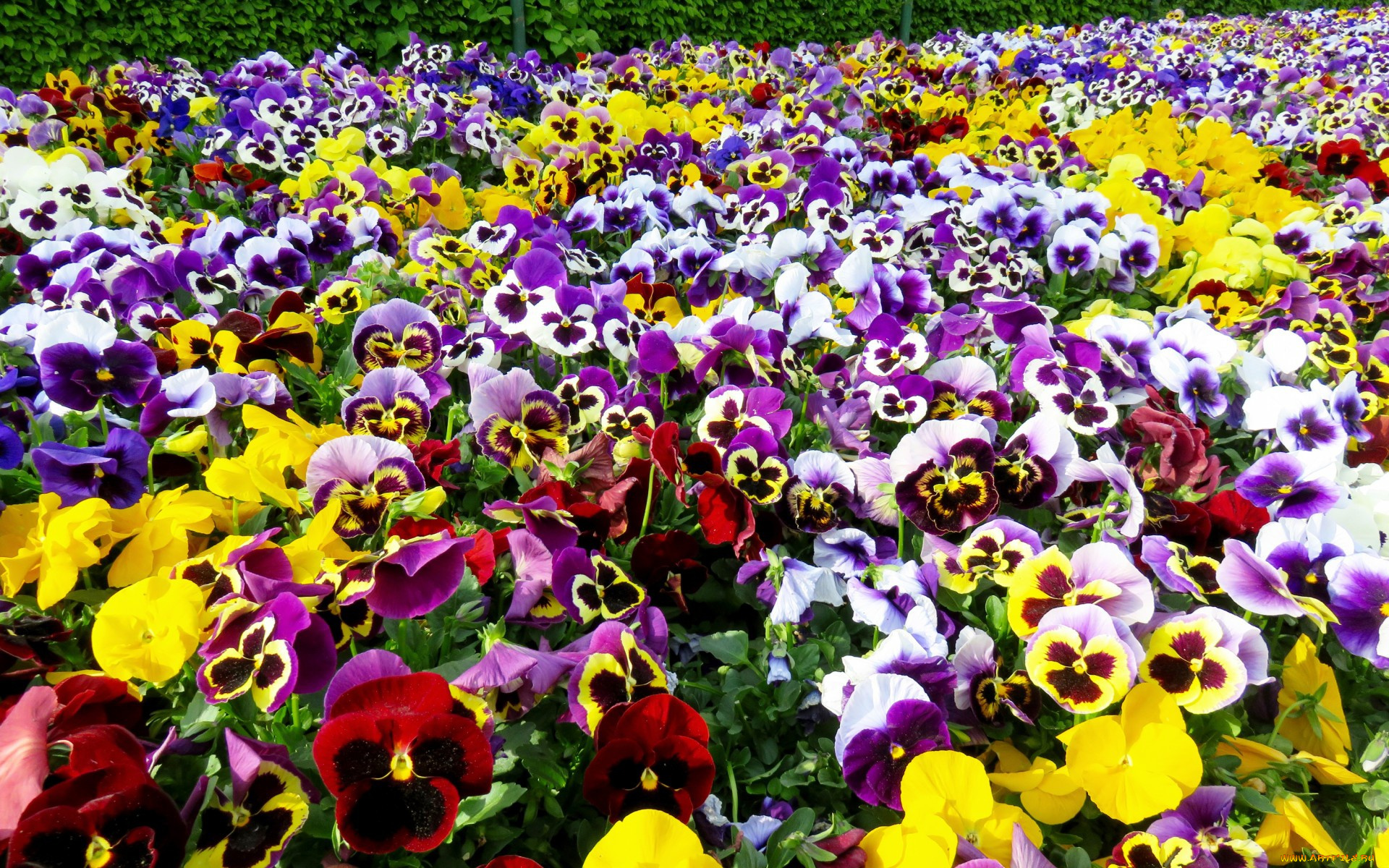 цветы, анютины, глазки, , садовые, фиалки, фон