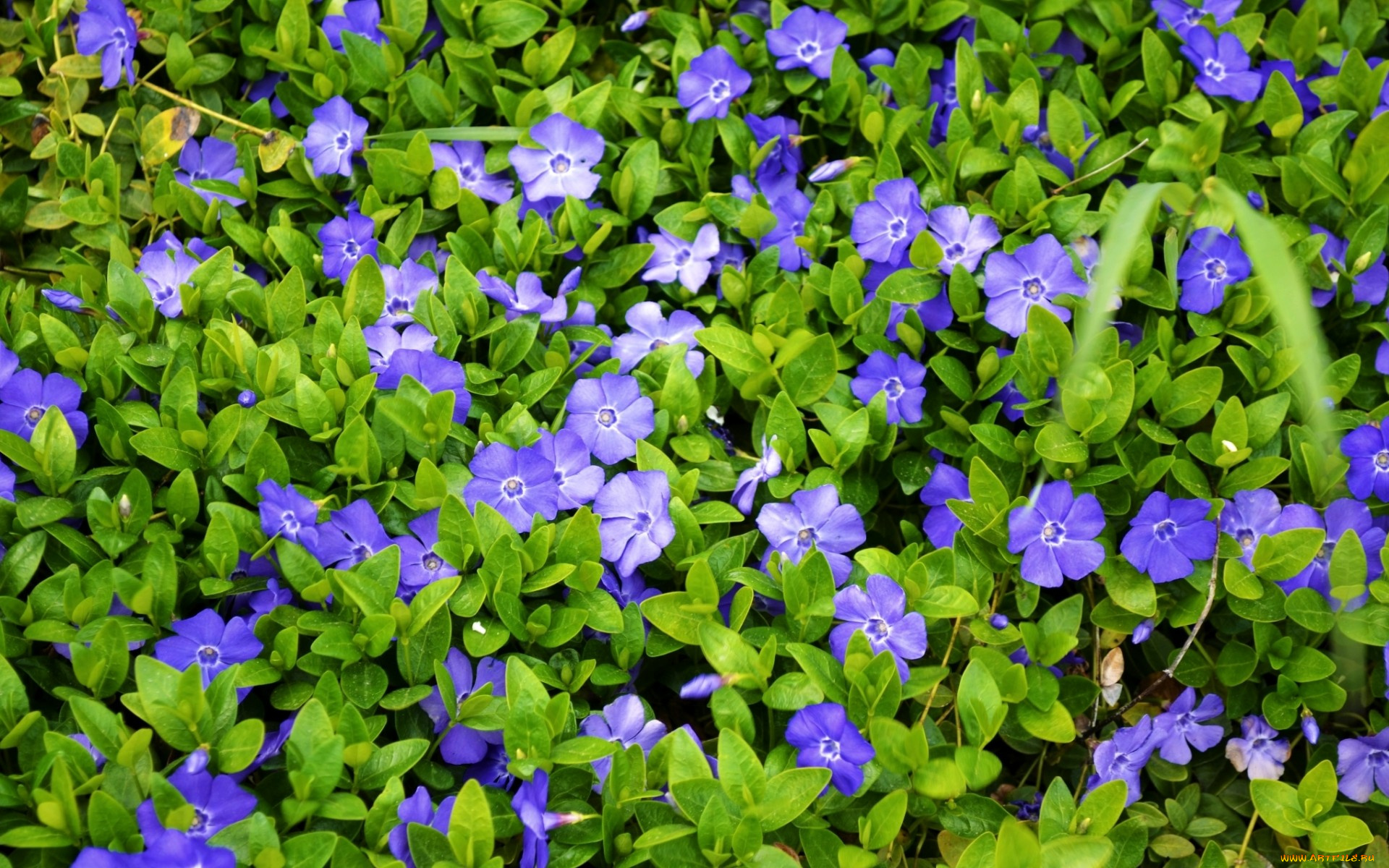 цветы, барвинок, макро, фиолетовый