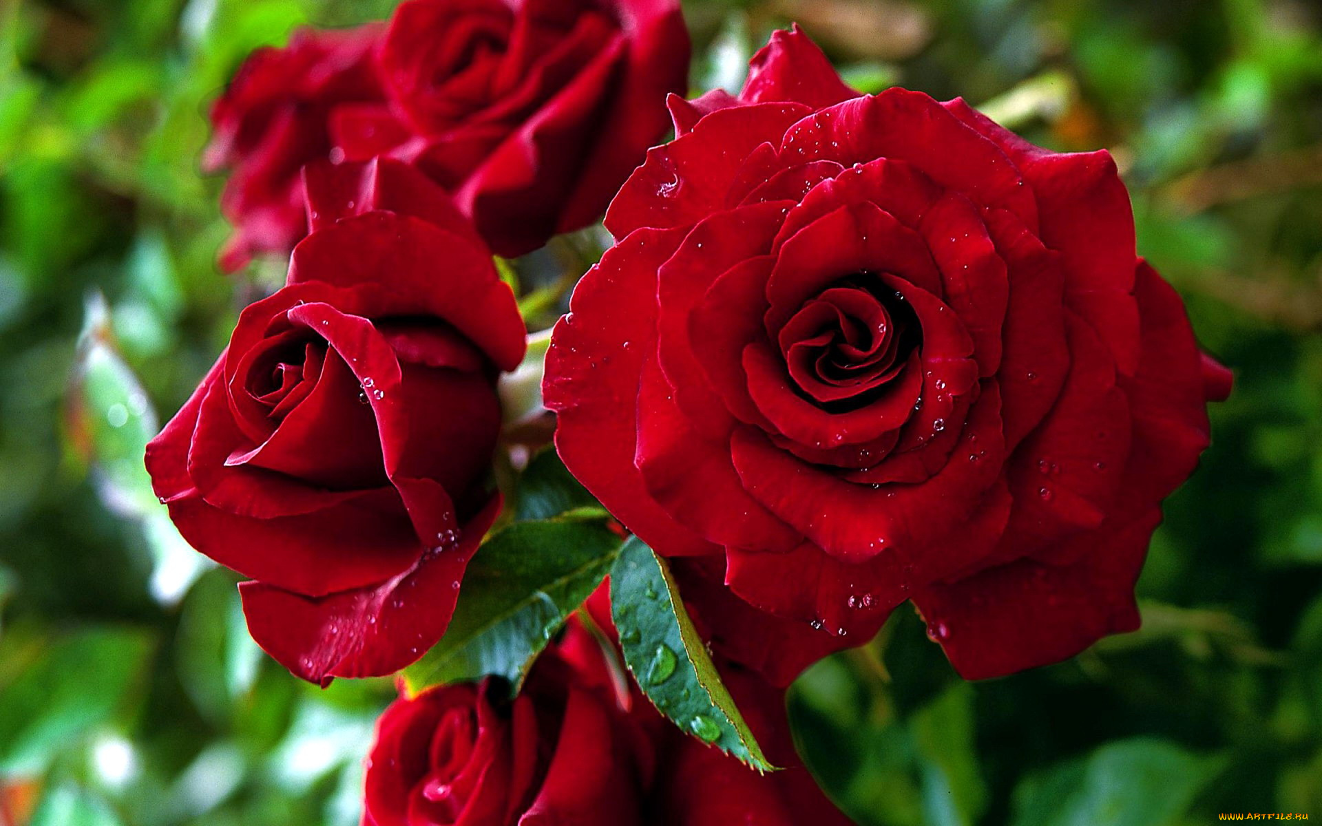 цветы, розы, капли, красный