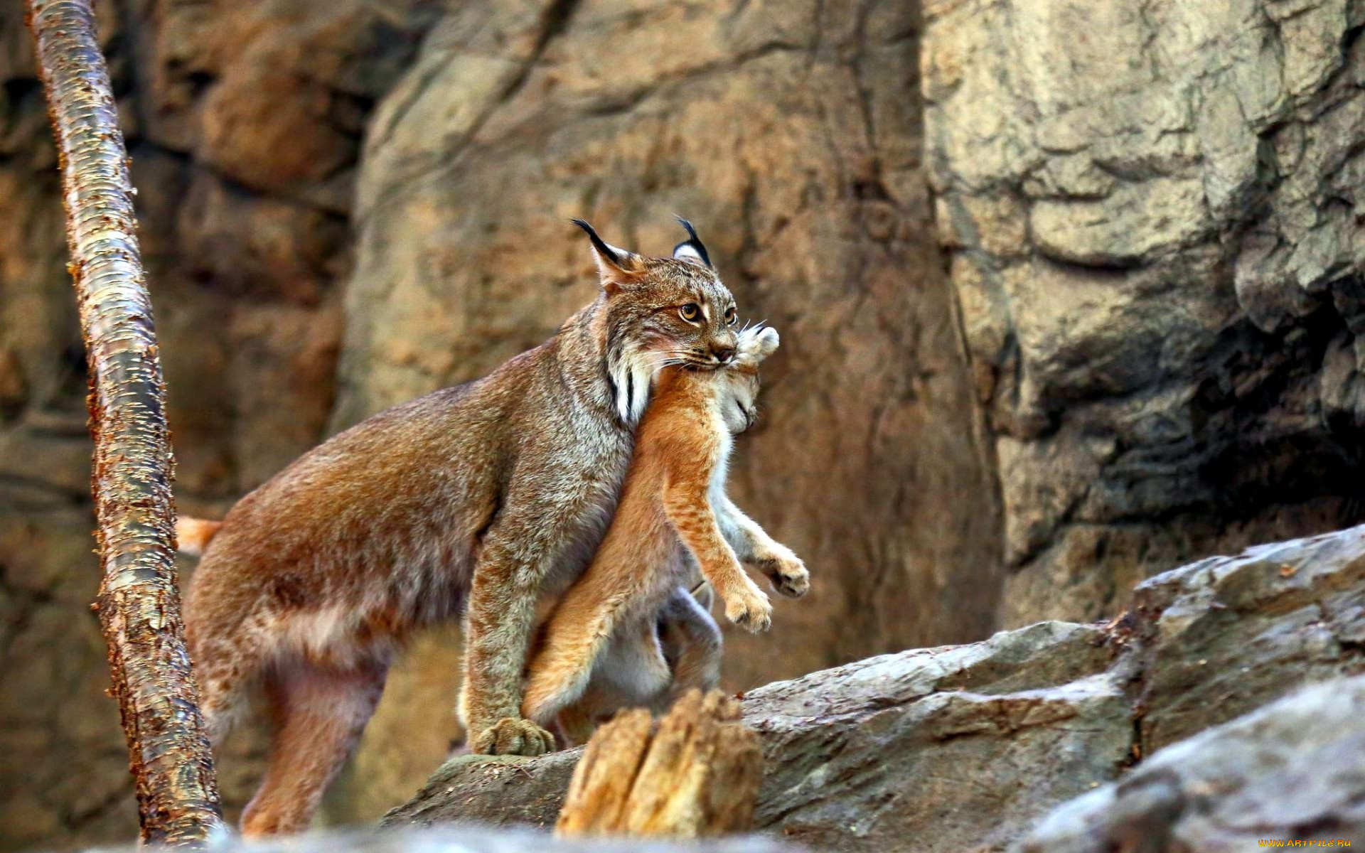 животные, рыси, рысь, камни, котенок, детеныш, мать