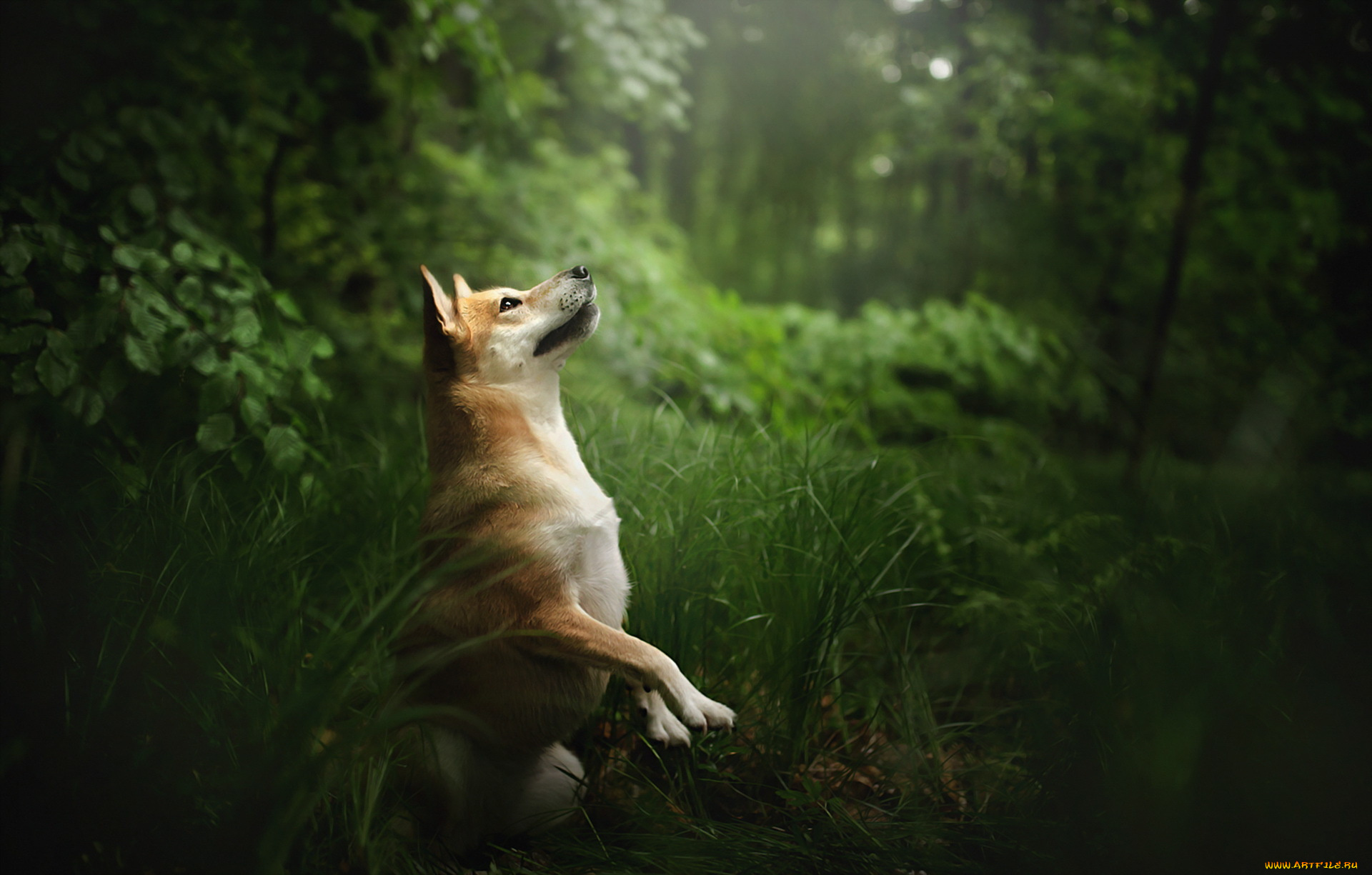 животные, собаки, собака, взгляд, друг, природа