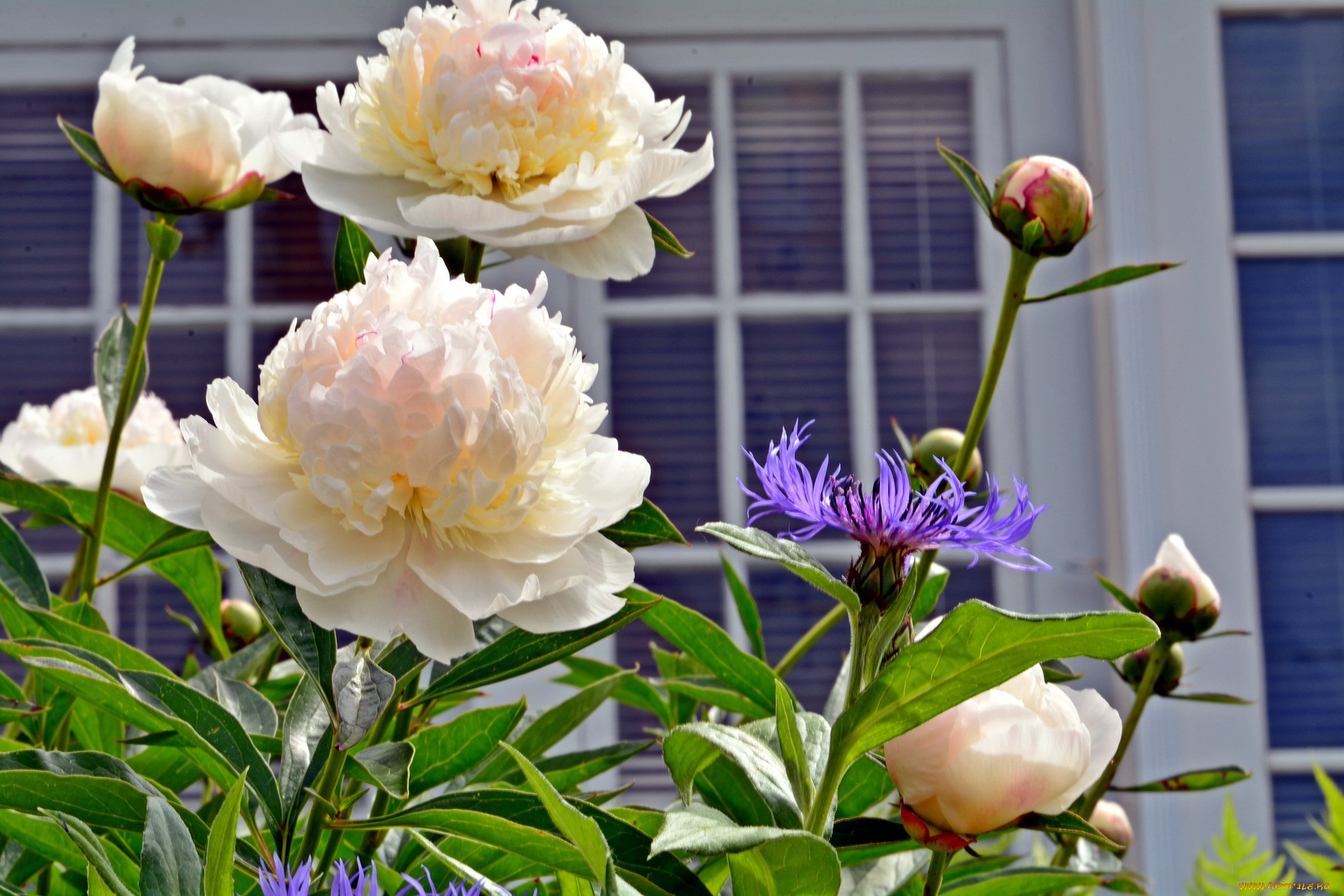 цветы, пионы, бутоны