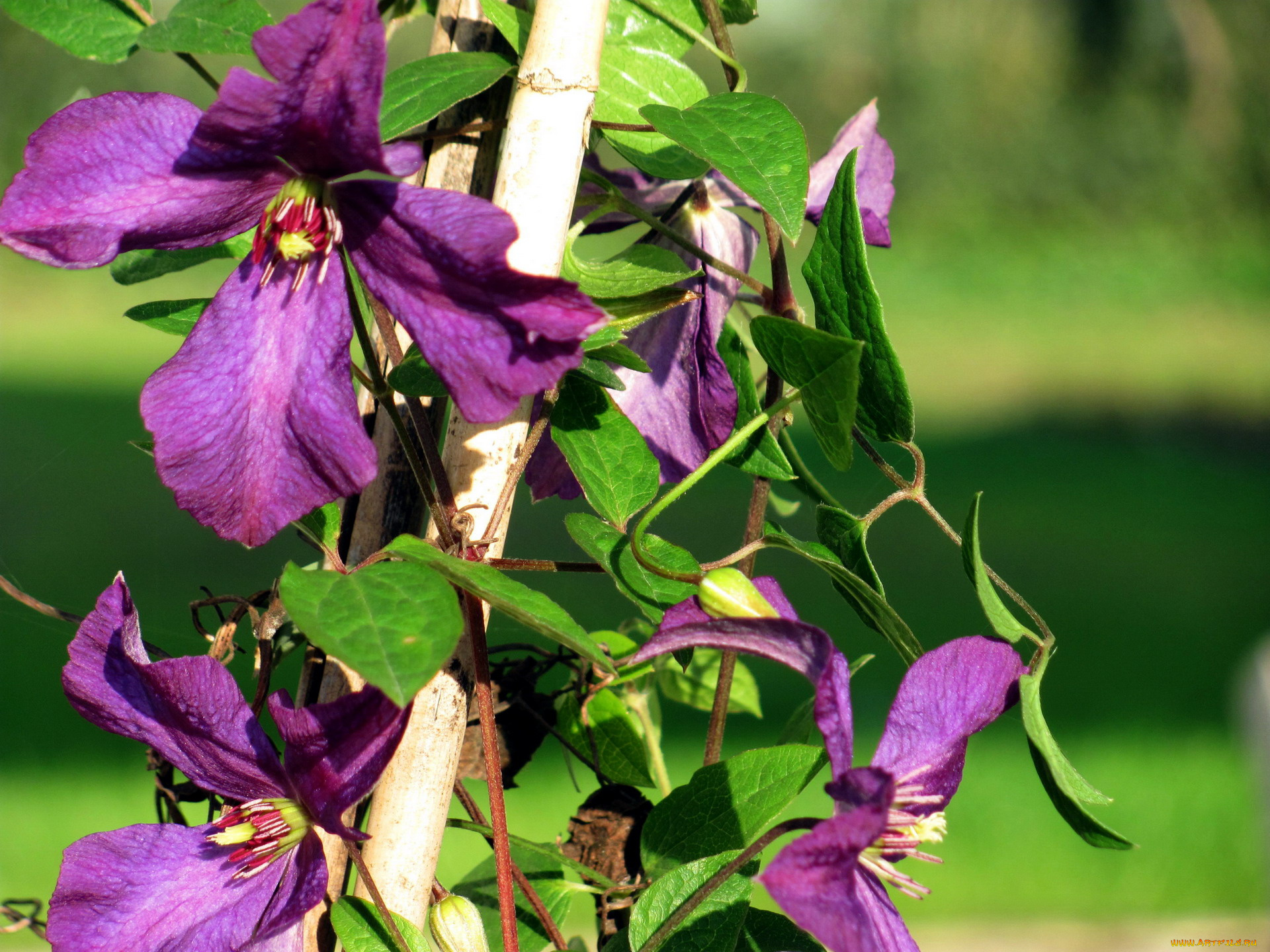 цветы, клематис, , ломонос, фиолетовый