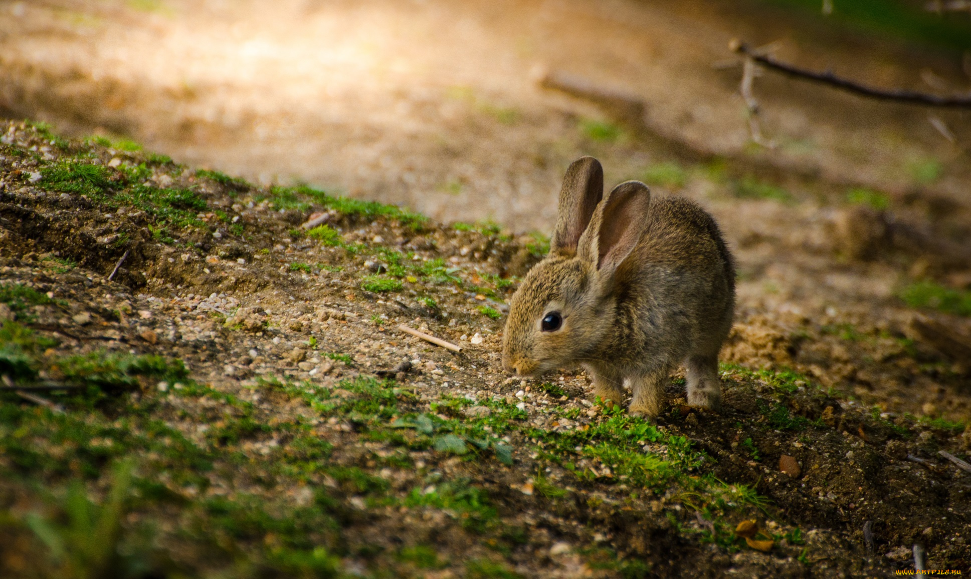 животные, кролики, , зайцы, зайчик