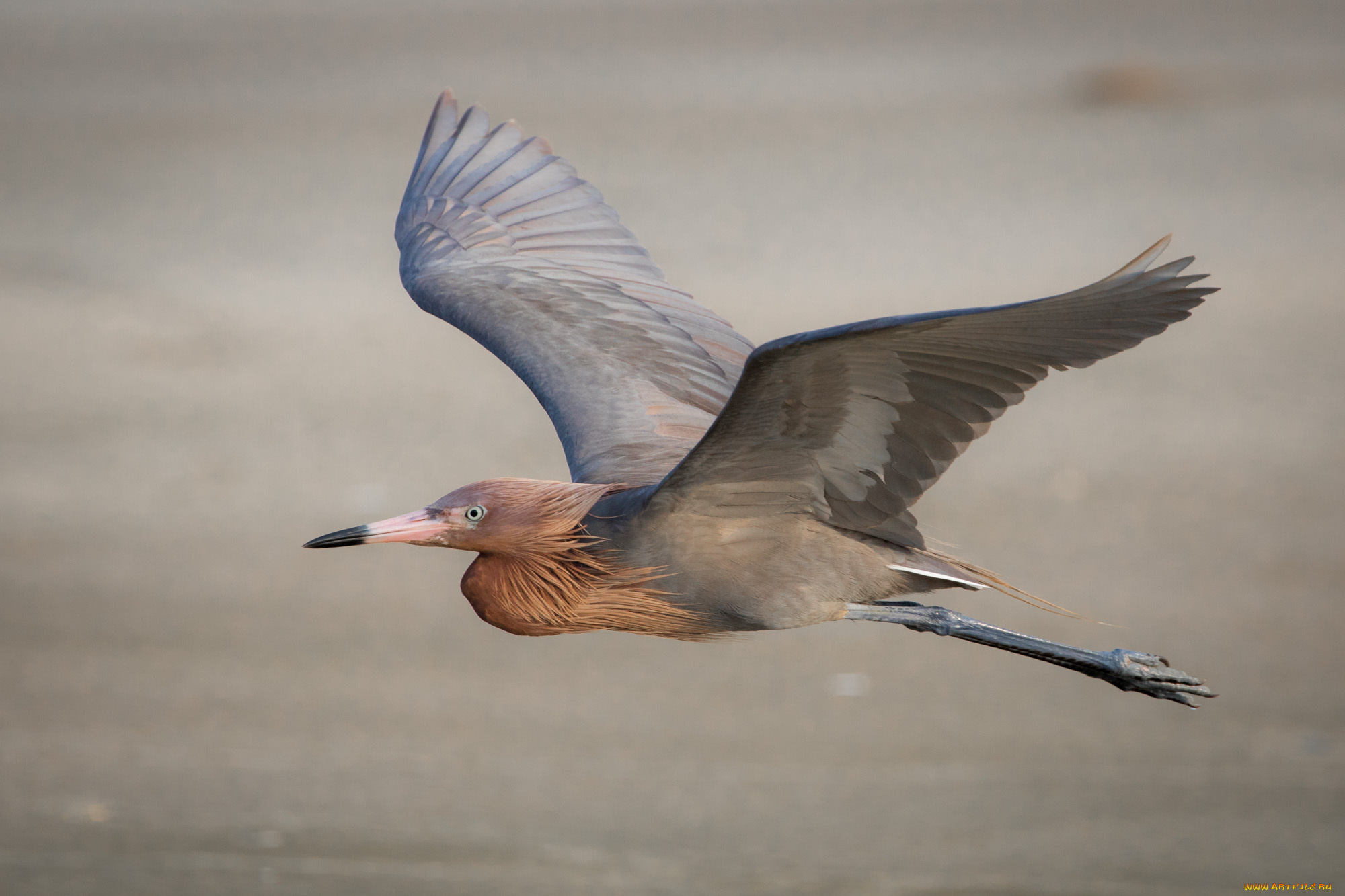 животные, аисты, птичка