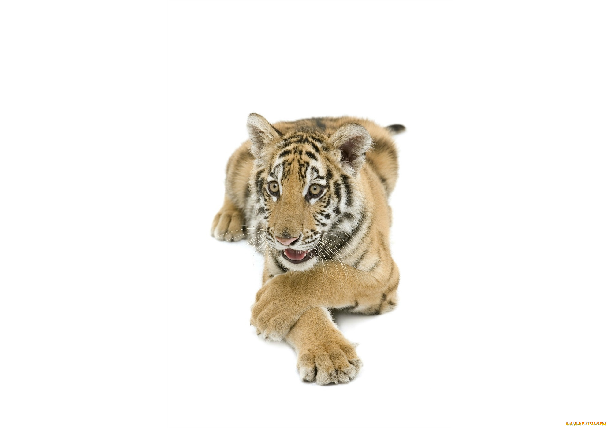 животные, тигры, тигр, фон